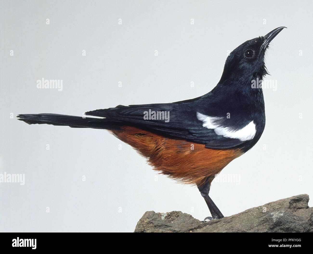 Vue latérale d'un homme Cliffchat Thamnolaea cinnamomeiventris Mocking, située sur un rocher, avec la tête de profil et de l'aide vers le haut, montrant le plumage noir brillant, croupion roux et le ventre, et tache blanche sur l'aile. Banque D'Images