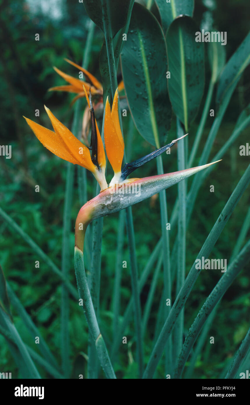 Strelitzia reginae, oiseau de paradis, plante exotique des fleurs orange. Banque D'Images