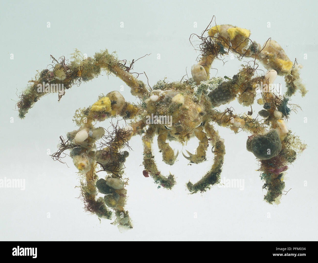 Crabe décorateur couvert de coquillages et d'algues Banque D'Images