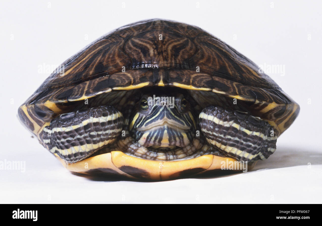 La tortue à oreilles rouges ou terrapin (Trachemys scripta elegans), se retire dans sa coquille, vue avant Banque D'Images