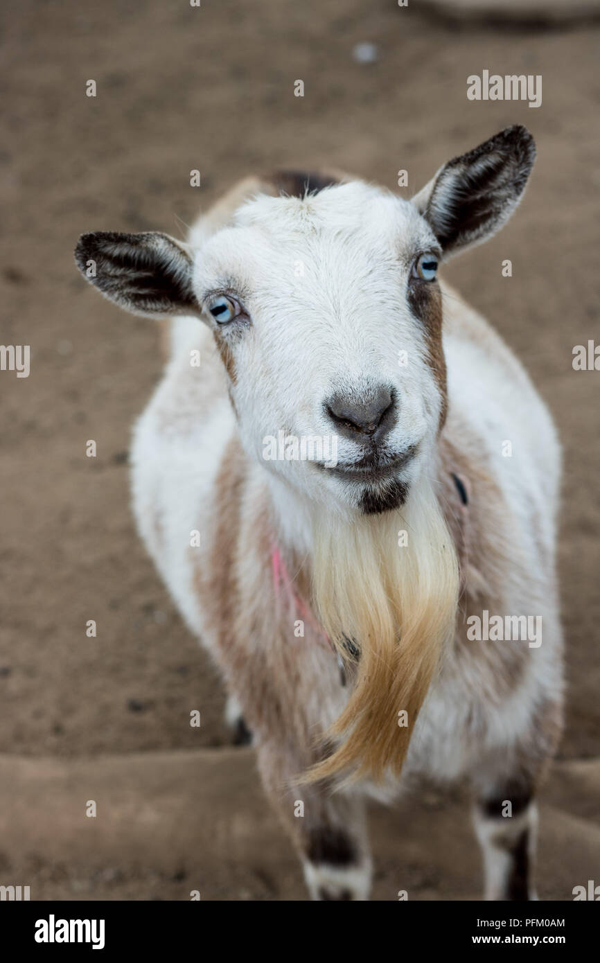 Seul noir, blanc et brun, barbu, les yeux bleus chèvre animal nain nigérian standing looking up at camera avec sourire doux sur le visage, format vertical Banque D'Images