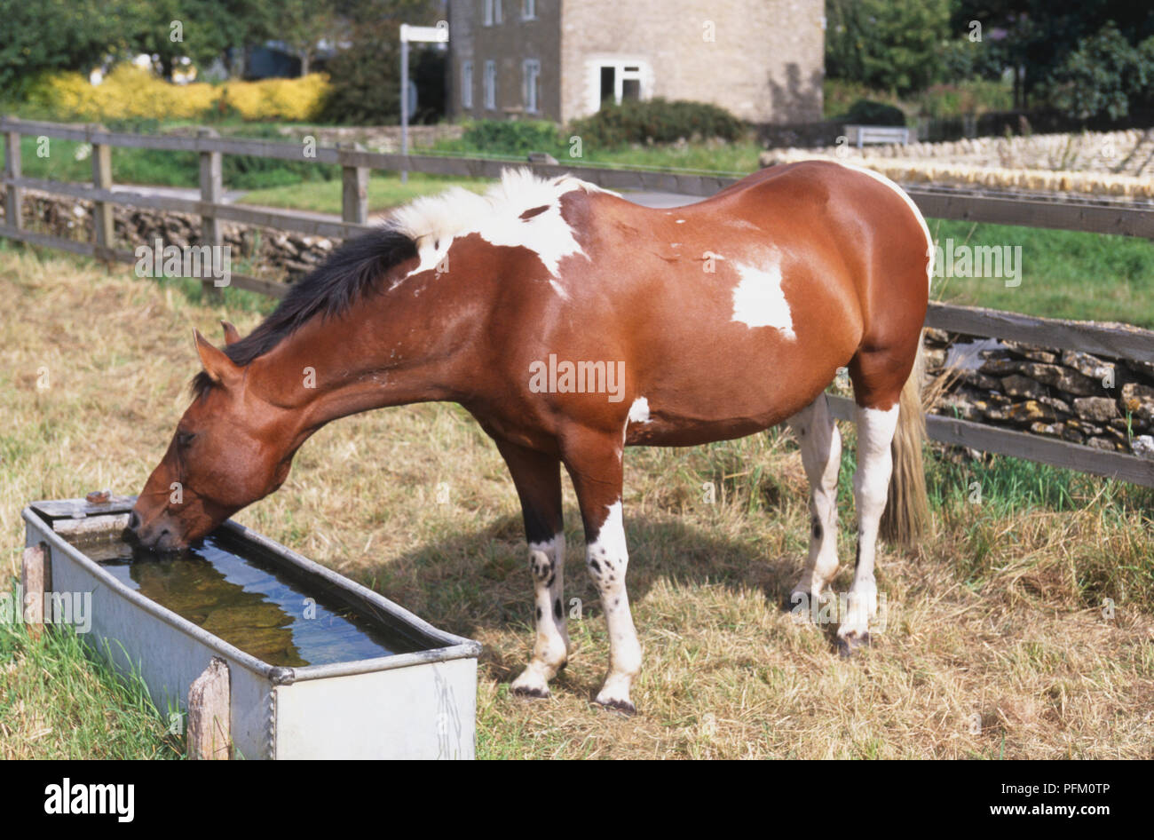 Equus caballus, cheval brun et blanc de l'eau potable à travers le bord de champ, vue de côté. Banque D'Images