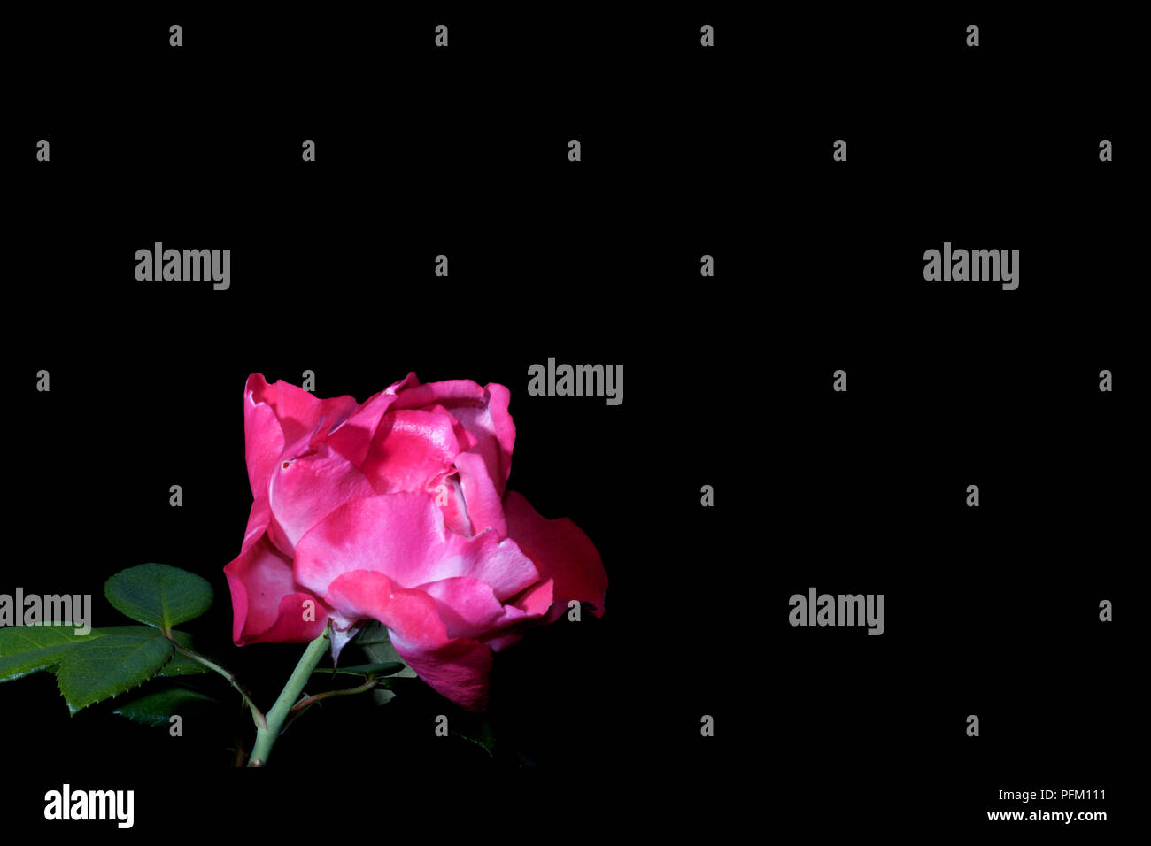 Rose rose rose isolée sur fond noir Banque D'Images