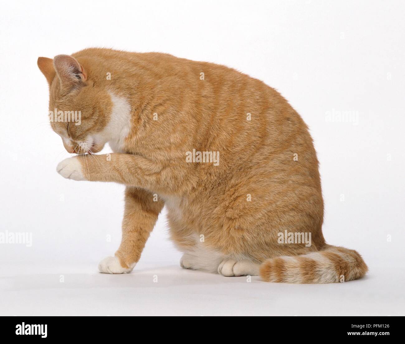 Le gingembre cat licking sa patte, side view Banque D'Images