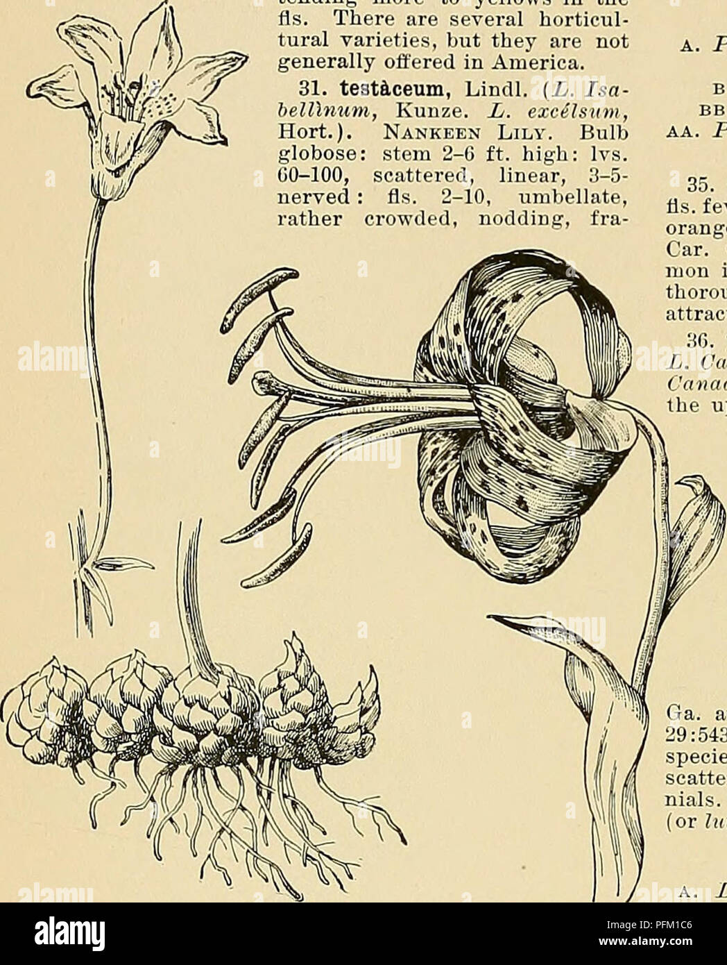 . Cyclopedia of American horticulture, comprenant des suggestions pour la culture de plantes horticoles, les descriptions des espèces de fruits, légumes, fleurs et plantes ornementales vendues aux États-Unis et au Canada, ainsi que des notes biographiques et géographiques. Le jardinage. LILIUM LILIUM 30 922. Maximdwiczii (Kegel, L. LeXchtlini, crochet. L. Pseudo-tif/rinnm, Carr.). Globulaires ampoule : tige 2-3 pieds de haut, mince, à la base décombantes : IVS. 30-40, éparpillés, linéaire, 3-nerved : slj. quelques-uns, en stabulation libre, corymbe répartis sur des pédicelles, lumineux jaune citron, orange ou rouge, abondamment parsemé de d Banque D'Images