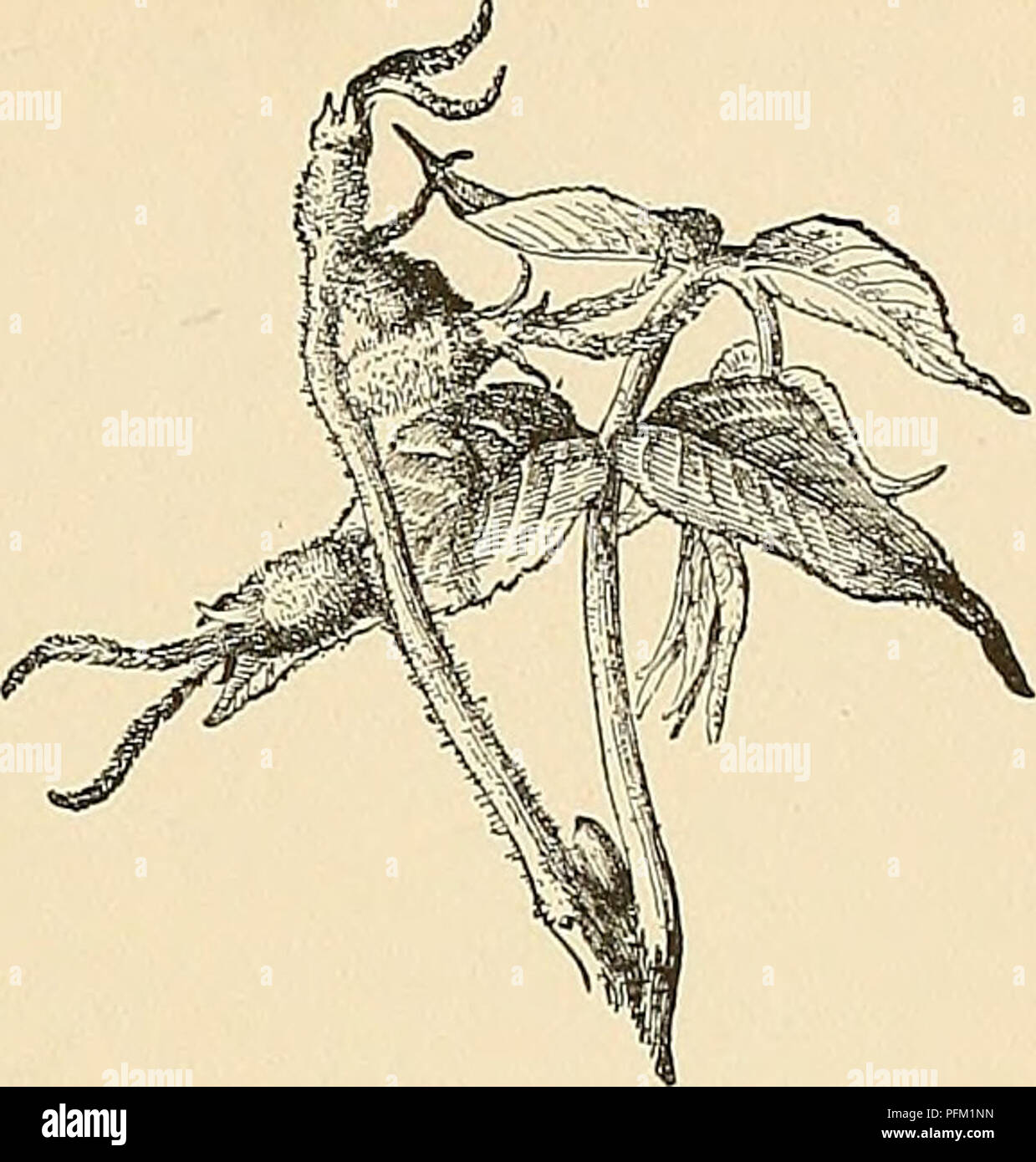 . Cyclopedia of American horticulture, comprenant des suggestions pour la culture de plantes horticoles, les descriptions des espèces de fruits, légumes, fleurs et plantes ornementales vendues aux États-Unis et au Canada, ainsi que des notes biographiques et géographiques. Le jardinage. 1193. Feuilles de Juglans nigra (XK). pouvez espèces sont l'adjudication dans le Nord. Si de nombreux champignons et insectes se nourrissent de la noyer, aucun d'eux ne le très sérieux dommages, le pire étant, peut-être, l'hick- ory-borer. Le bois du noyer, qui est facile à travailler et susceptible de recevoir un beau poli, est beaucoup utiliser Banque D'Images