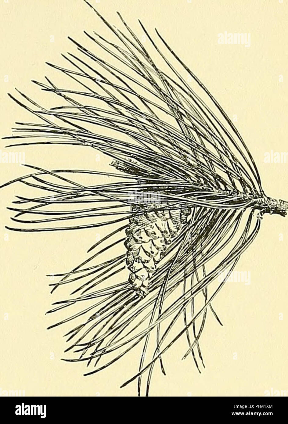 . Cyclopedia of American horticulture, comprenant des suggestions pour la culture de plantes horticoles, les descriptions des espèces de fruits, légumes, fleurs et plantes ornementales vendues aux États-Unis et au Canada, ainsi que des notes biographiques et géographiques. Le jardinage. Nous PIN PINUS 1355 graines presque noire, 000. Ions ;. Californie S.S. 11:585, 586. G.F.10:235. F.S. 5, p. 517. G.C. II. 21:48, 49, 53.--certains Pin, avec tête, pyramidale régulière ; pas hardy nord. 36. Larloio, Poir. Pin de Corse. Arbre, à 100 ou à l'occasion 150 ft., avec des branches robustes, en verticille régulier Banque D'Images