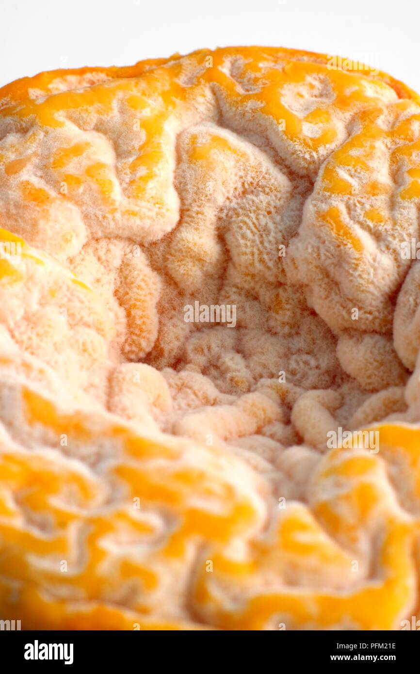 Texture fine et de zeste d'orange en contrebas du Français Langres fromage au lait de vache, close-up Banque D'Images