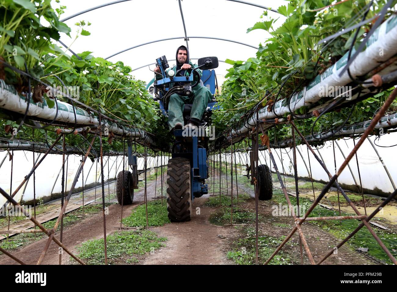 Angus Fruits ferme, Arbroath Banque D'Images