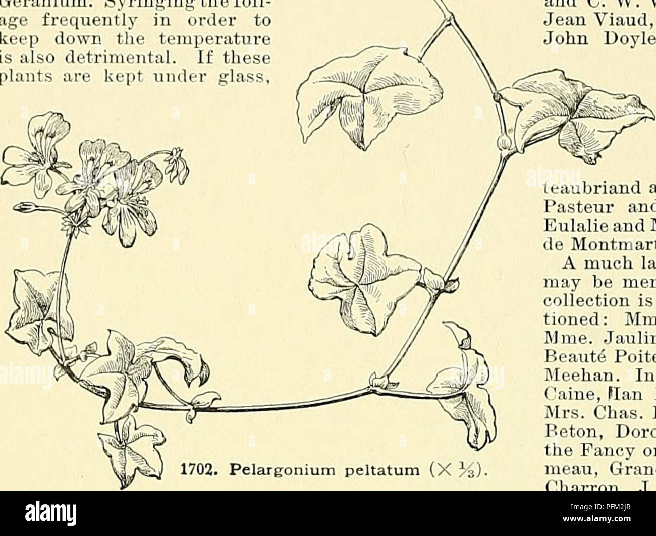 . Cyclopedia of American horticulture, comprenant des suggestions pour la culture de plantes horticoles, les descriptions des espèces de fruits, légumes, fleurs et plantes ornementales vendues aux États-Unis et au Canada, ainsi que des notes biographiques et géographiques. Le Jardinage. l:iGO PÉLARGONIUM PELARGONIUM ci-itical de temps pour ces plantes Geranium spécimen sera raontlis^ au cours du mois de Juillet, Août et Septembre ; &lt;attirant ces périodes l'exposition à l'ensoleillement intense doit être évitée. Trop d'eau et une température proche sont toujours préjudiciables pour le géranium. Le seringage aluminium- Banque D'Images