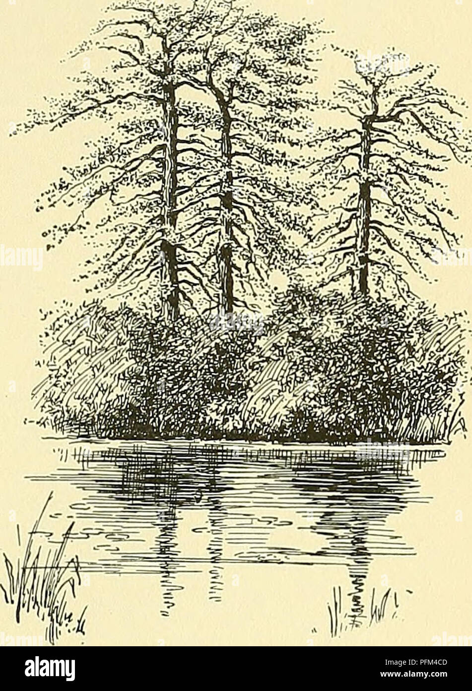 . Cyclopedia of American horticulture, comprenant des suggestions pour la culture de plantes horticoles, les descriptions des espèces de fruits, légumes, fleurs et plantes ornementales vendues aux États-Unis et au Canada, ainsi que des notes biographiques et géographiques. Le jardinage. NYJIPH^UN NYSSA 1109 88. Capensis X Zamlbariensls. Pel- quelque peu. Lvs tate, ovées-orbiculaires, fortement sinué, angle de lobes acuminé ; face inférieure violet foncé : 8-16 in. à travers, sit. bleu riche, ouvert de 3 à 5 jours, à partir de 9 A. 3i. à 4 ou 5 P. M., 6-8 in. à travers : sépales, à l'extérieur vert de bleu ; 15 à 20 pétales, narro Banque D'Images