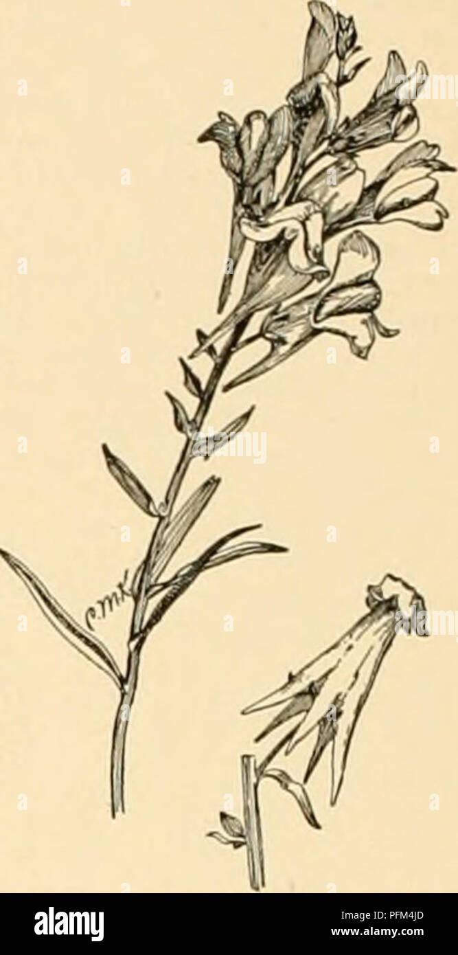 . Cyclopedia of American horticulture : comprenant des suggestions pour la culture de plantes horticoles, les descriptions des espèces de fruits, légumes, fleurs et plantes ornementales vendues aux États-Unis et au Canada, ainsi que des notes biographiques et géographiques. Jardinage ; horticulture ; horticulture ; l'horticulture. 2484. Feuille d'stratine broaddaylight la ramification je forme des galles sur tige de la verge d'or et les asters sont causés par la larve d'un papillon de nuit. En plus de véritables insectes, l'raites produire presque aussi grande variété de galles, pochette- Galles et à rouler des feuilles étant particulièrement remarquable. La c Banque D'Images