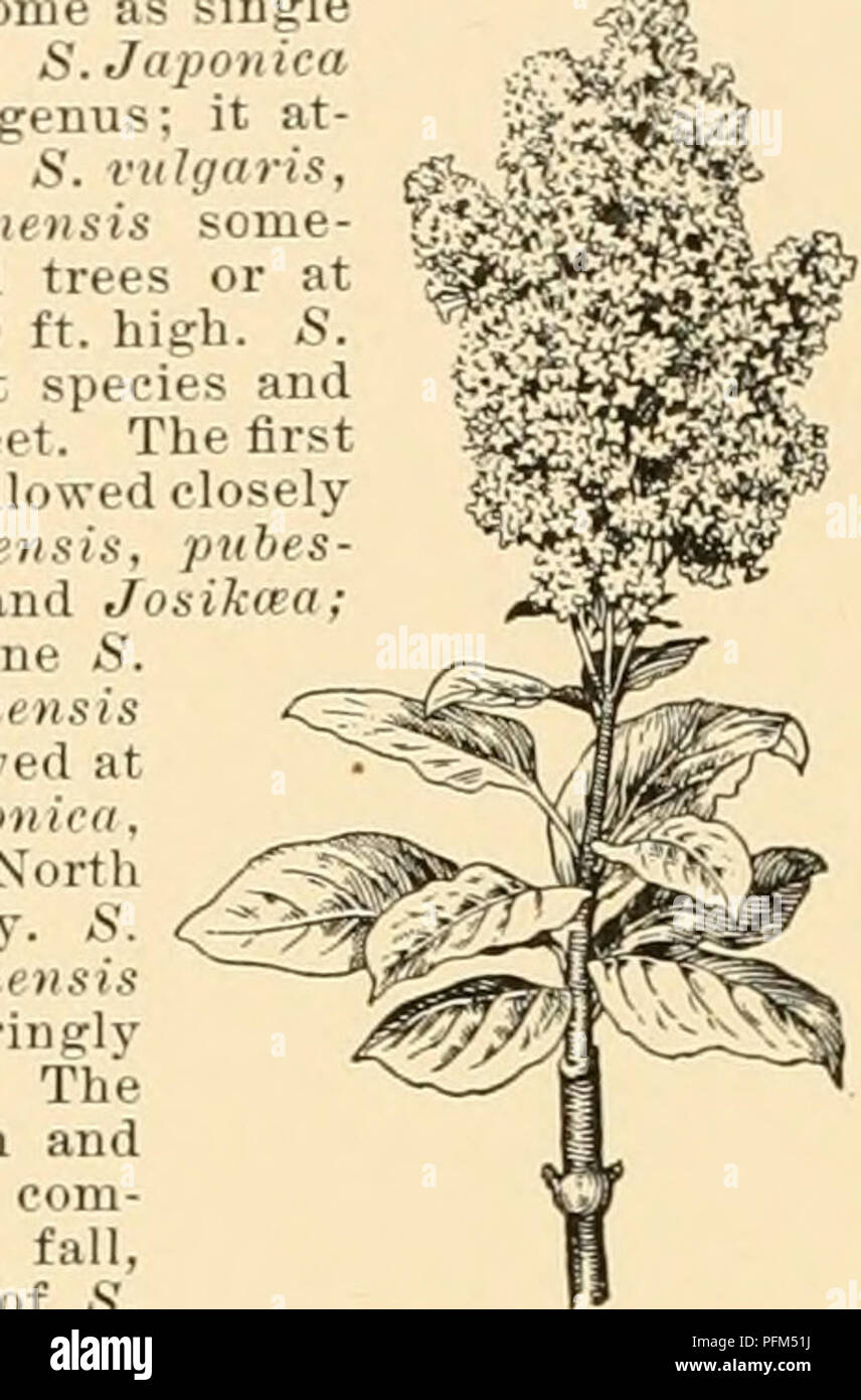 Ce travail fournit des renseignements détaillés sur les plantes horticoles, y compris des descriptions des fruits, légumes, fleurs et plantes ornementales vendus aux États-Unis et au Canada. Il comprend des conseils pratiques sur les techniques de culture et la répartition géographique, en mettant l’accent sur des variétés comme Syringa villosa, communément appelées lilas. Banque D'Images