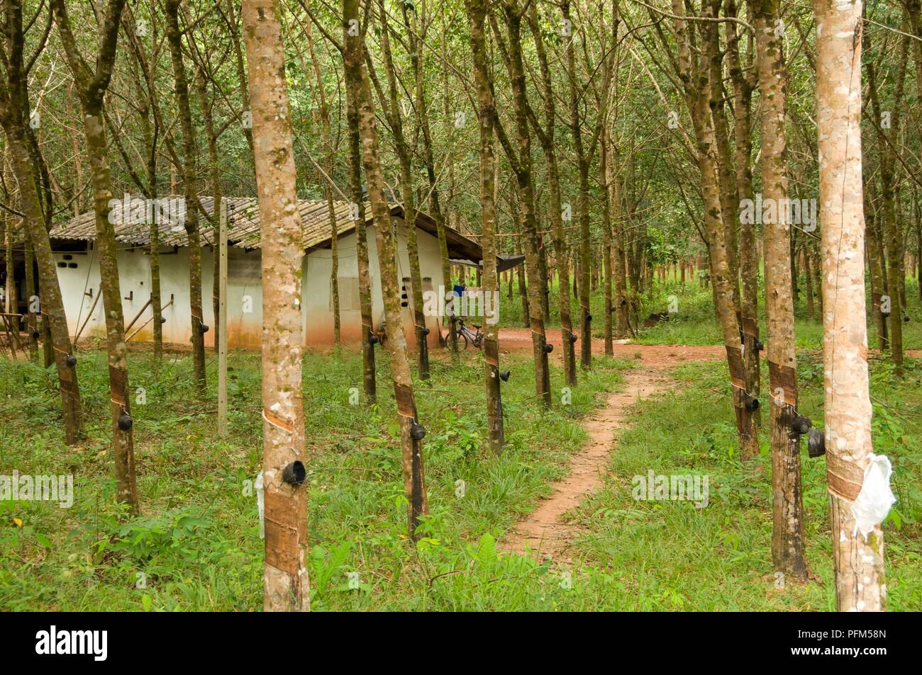 La Thaïlande, Ko Chang plantation de caoutchouc, près de Hat Sai Yao Banque D'Images