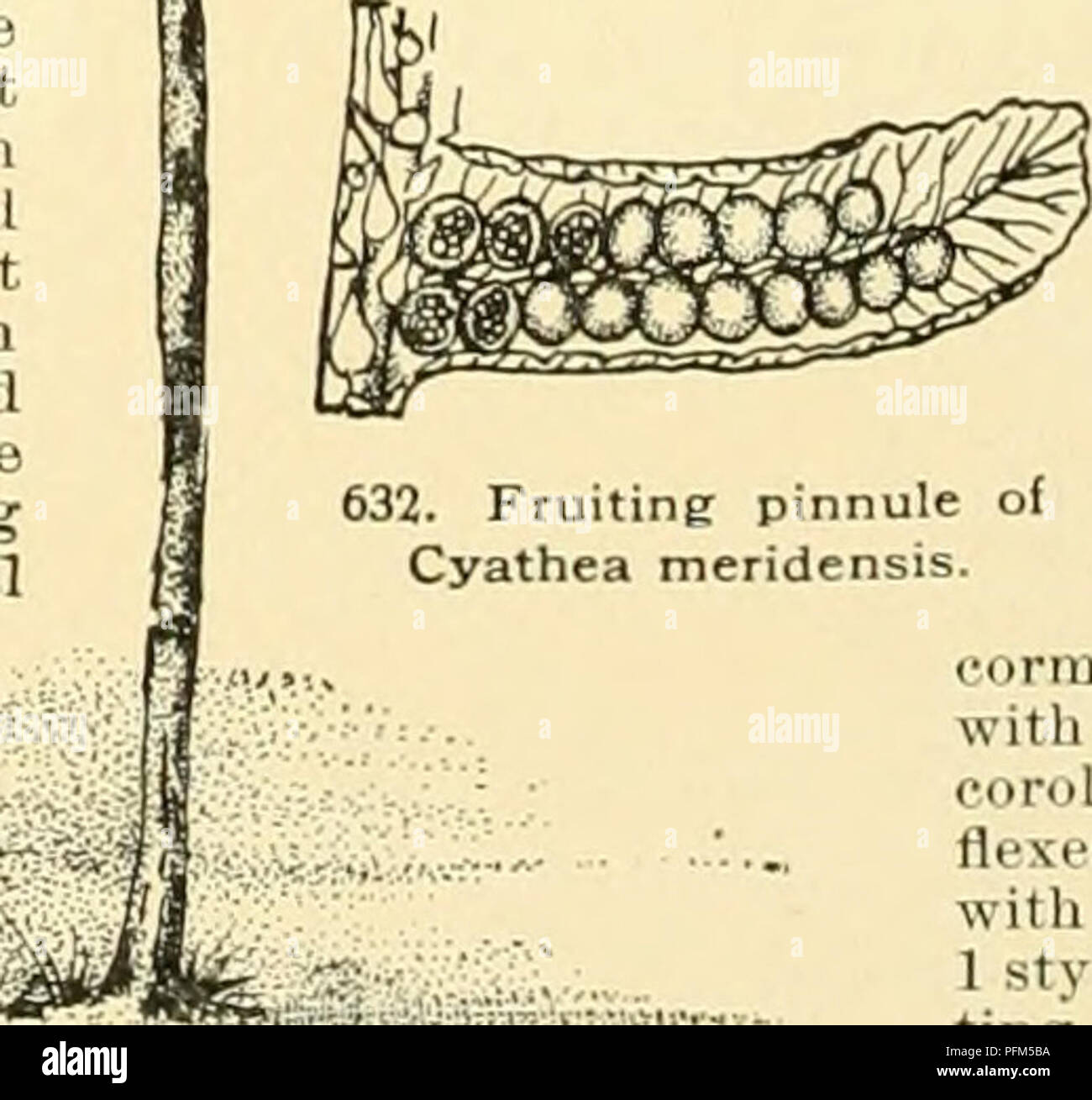 . Cyclopedia of American horticulture, comprenant des suggestions pour la culture de plantes horticoles, les descriptions des espèces de fruits, légumes, fleurs et plantes ornementales vendues aux États-Unis et au Canada, ainsi que des notes biographiques et géographiques, et d'un synopsis du règne végétal. Jardinage -- Dictionnaires ; plantes -- Amérique du Nord des encyclopédies. Pointu cyclamen et raide, noir, vert brillant. Le Japon. B. M. ^63-4. J.H. III. 29:379. R.B. 21:163. R. H. 1896, p. 369. A.G. 13:141;J8:1 ; 19 : 436. Mn. 2 : 88 ; 6:134. Â- ^ l'espèce est en cult. ^ Produ Banque D'Images