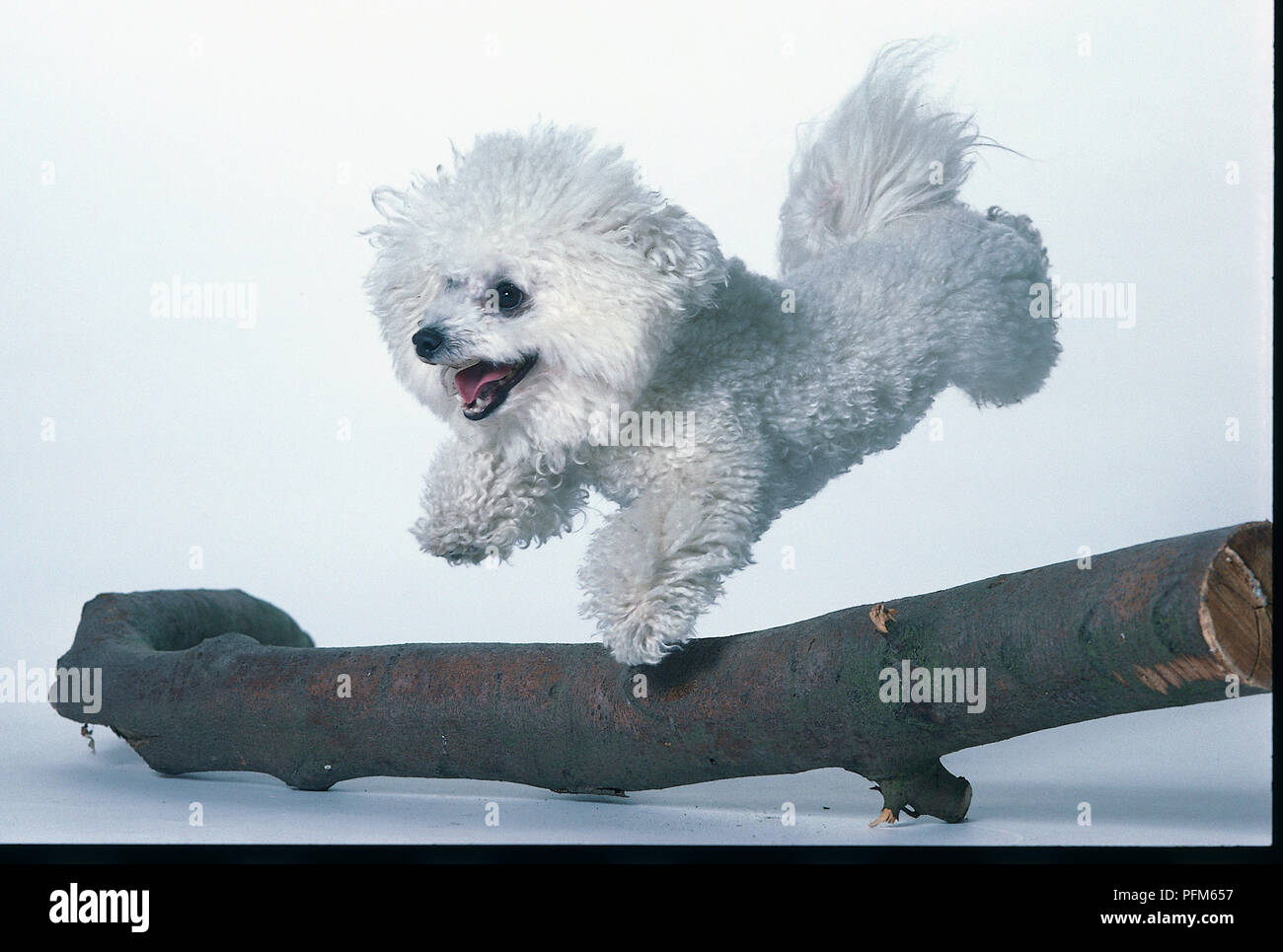 Bichon Frise blanche dans une ambiance ludique, sautant par-dessus une branche Banque D'Images