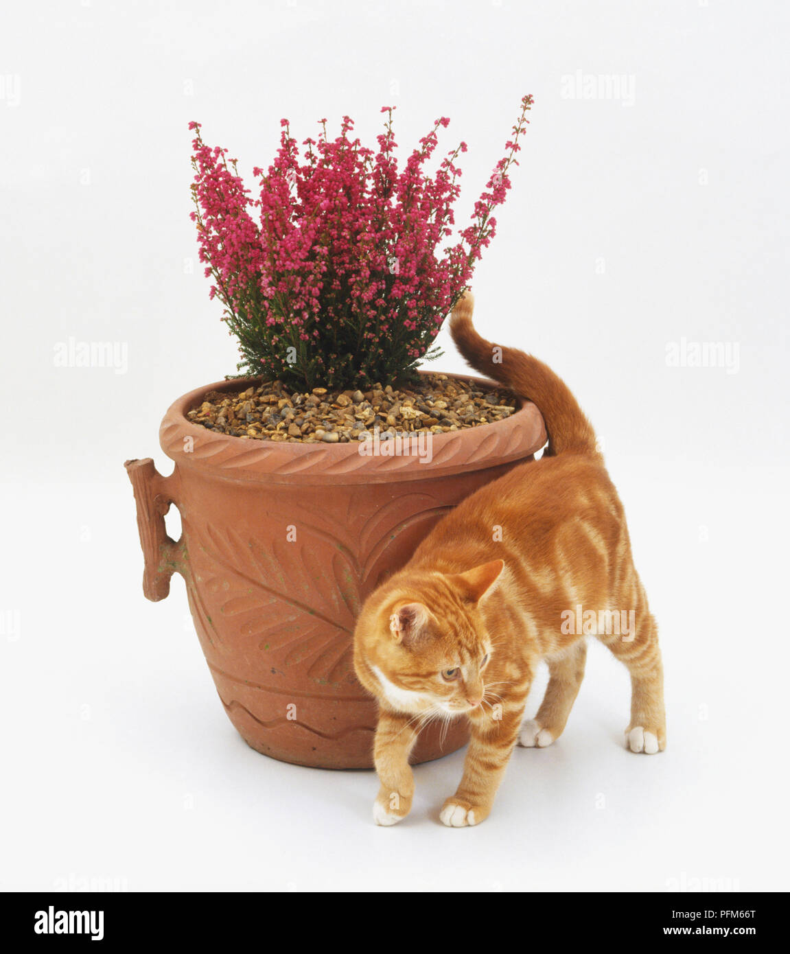 Un chat se frotter contre un pot. Banque D'Images