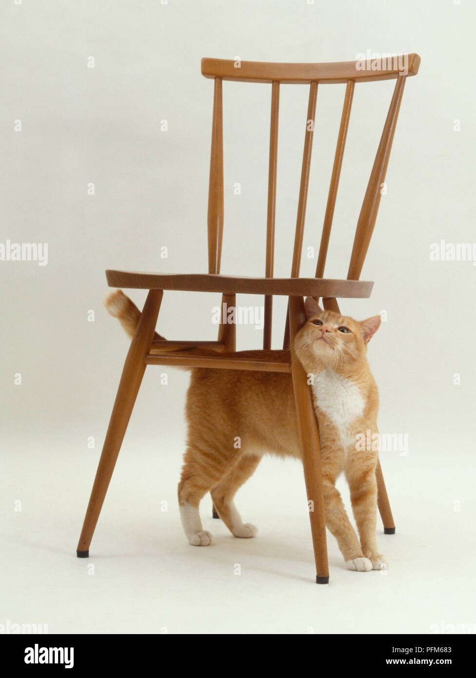 Un chat sous une chaise Photo Stock - Alamy