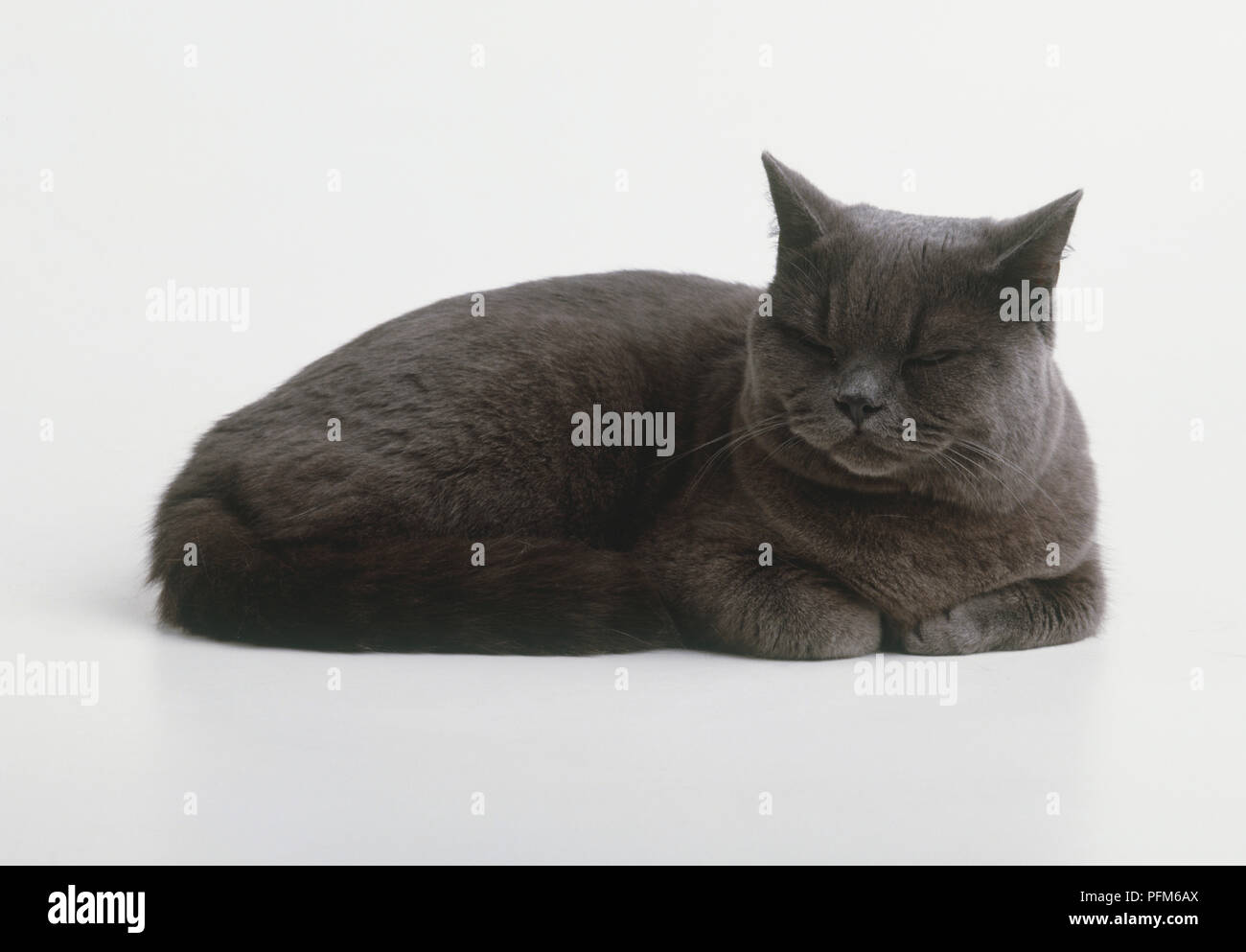 Un chat noir couché et ronronnant. Banque D'Images