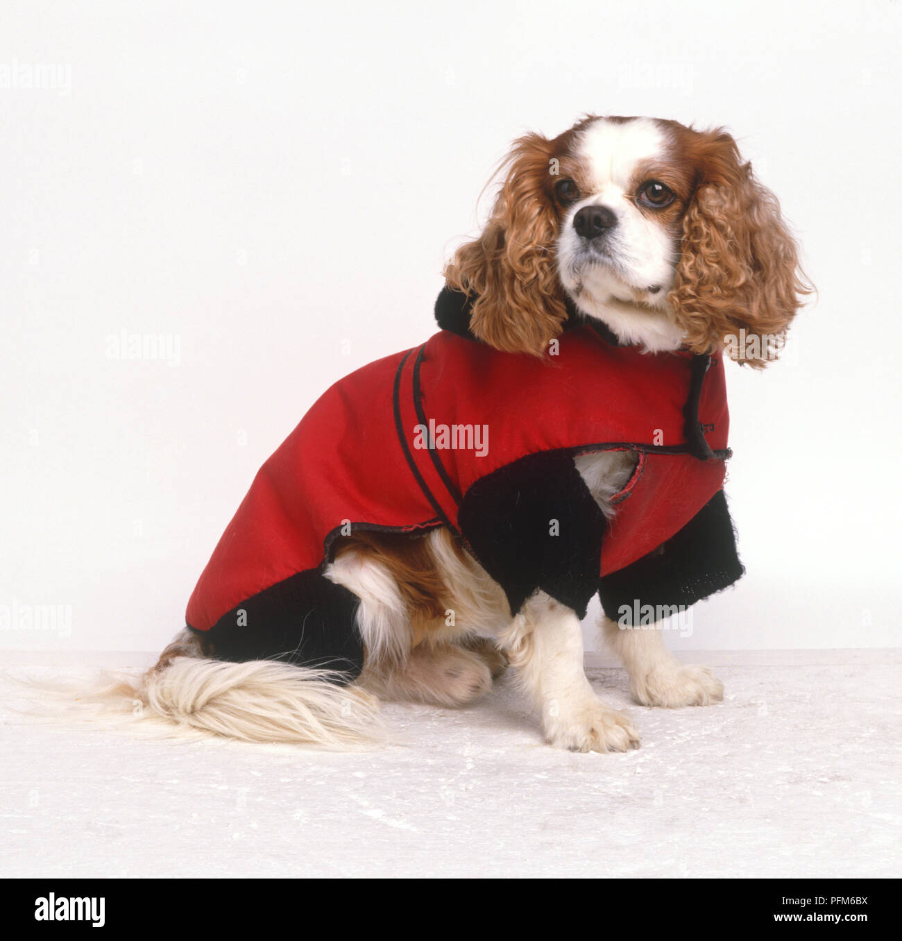 Cavalier King Charles Spaniel portant, chaud manteau d'hiver rouge Photo  Stock - Alamy