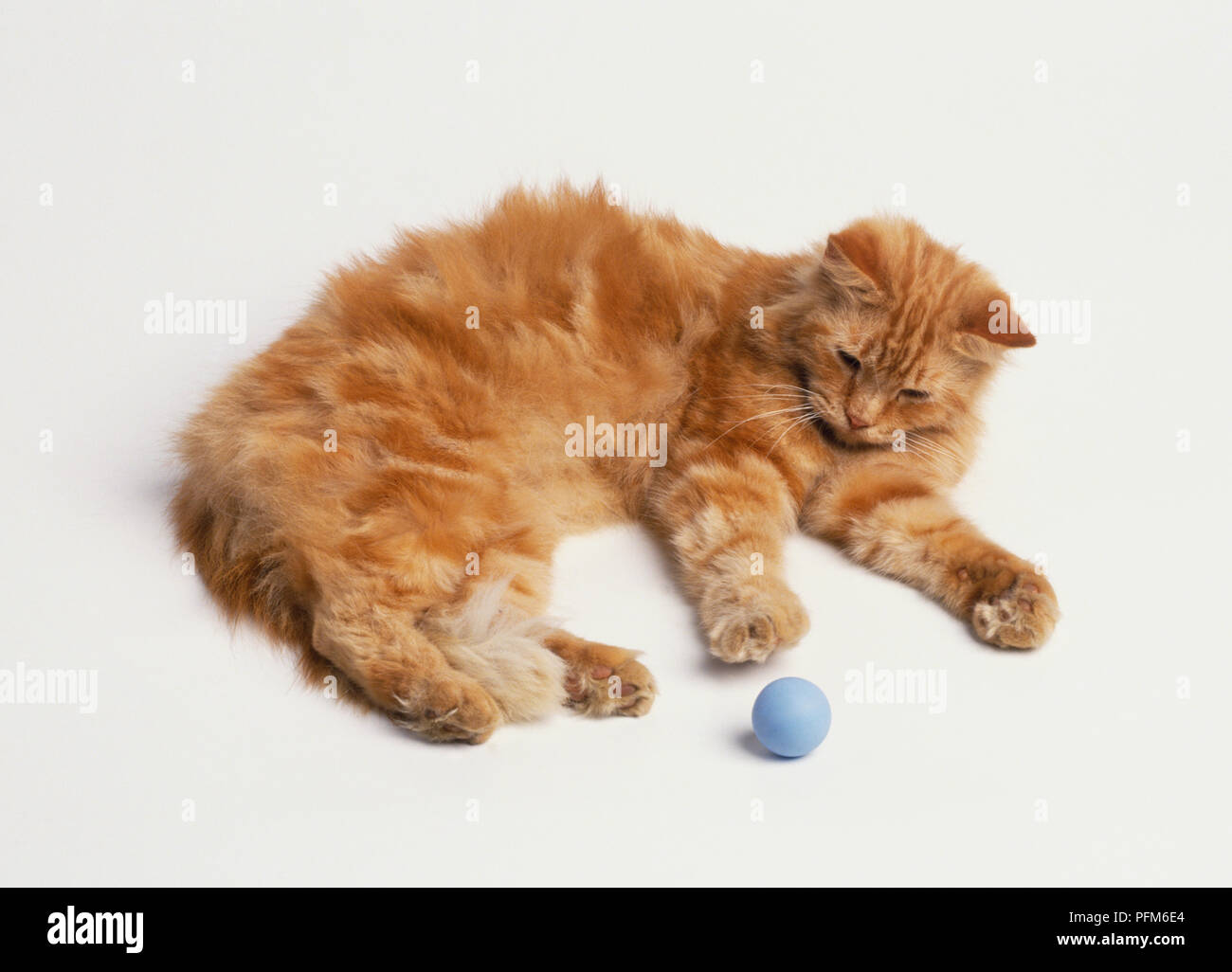 Un chat jouant avec une balle. Banque D'Images