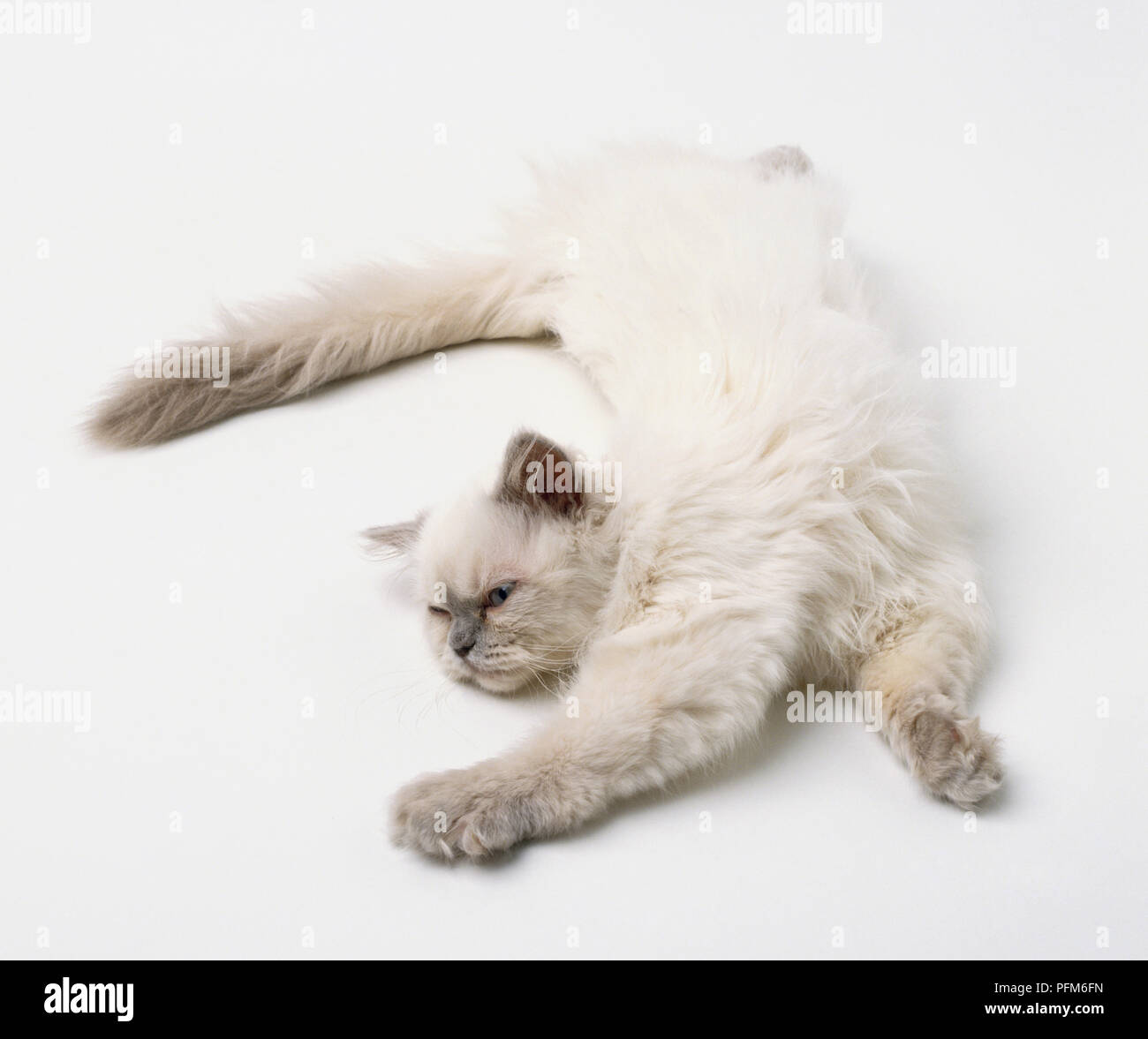 Un chat lui-même. étirement damées Banque D'Images