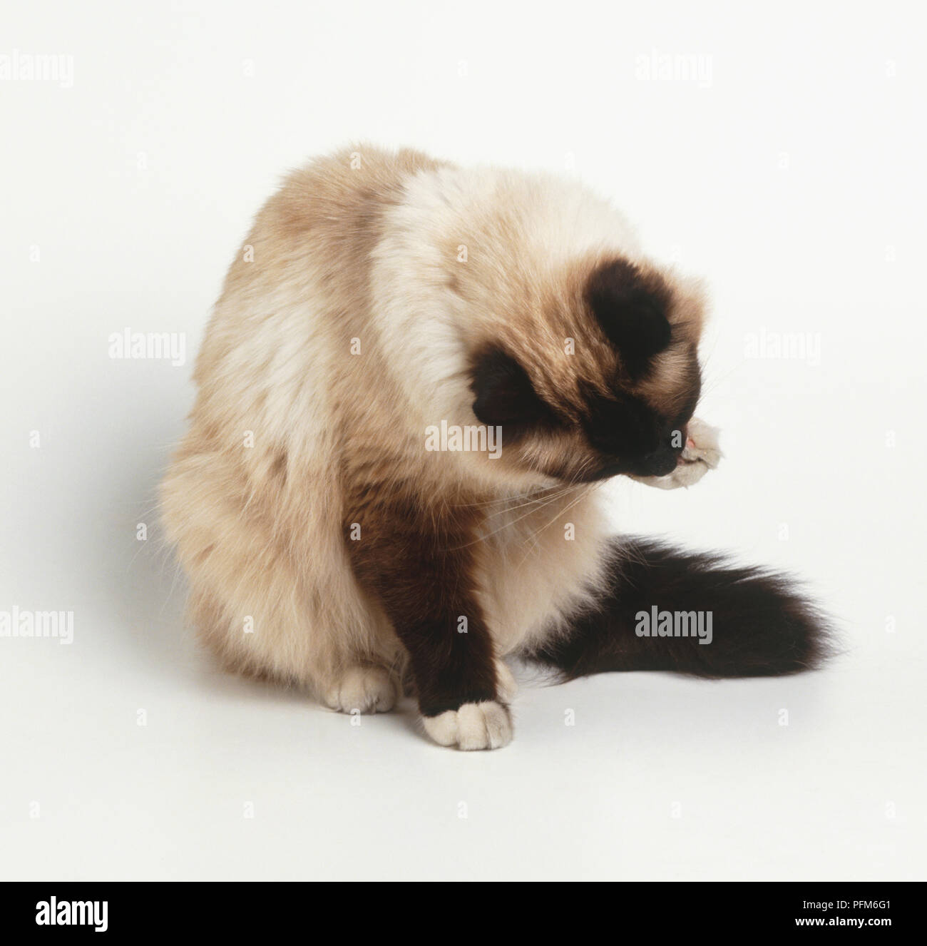 Un chat léchant sa patte. Banque D'Images