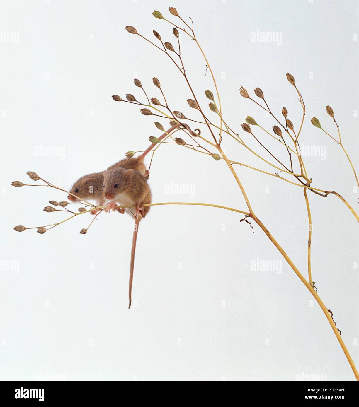 Paire de souris Micromys minutus (Récolte) côte à côte sur la mince tige d'usine de céréales Banque D'Images