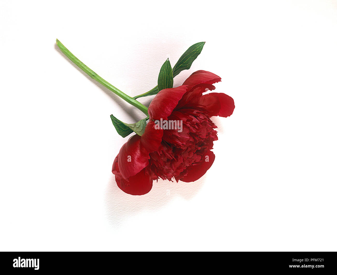 Red flower buttonhole Banque de photographies et d'images à haute  résolution - Alamy