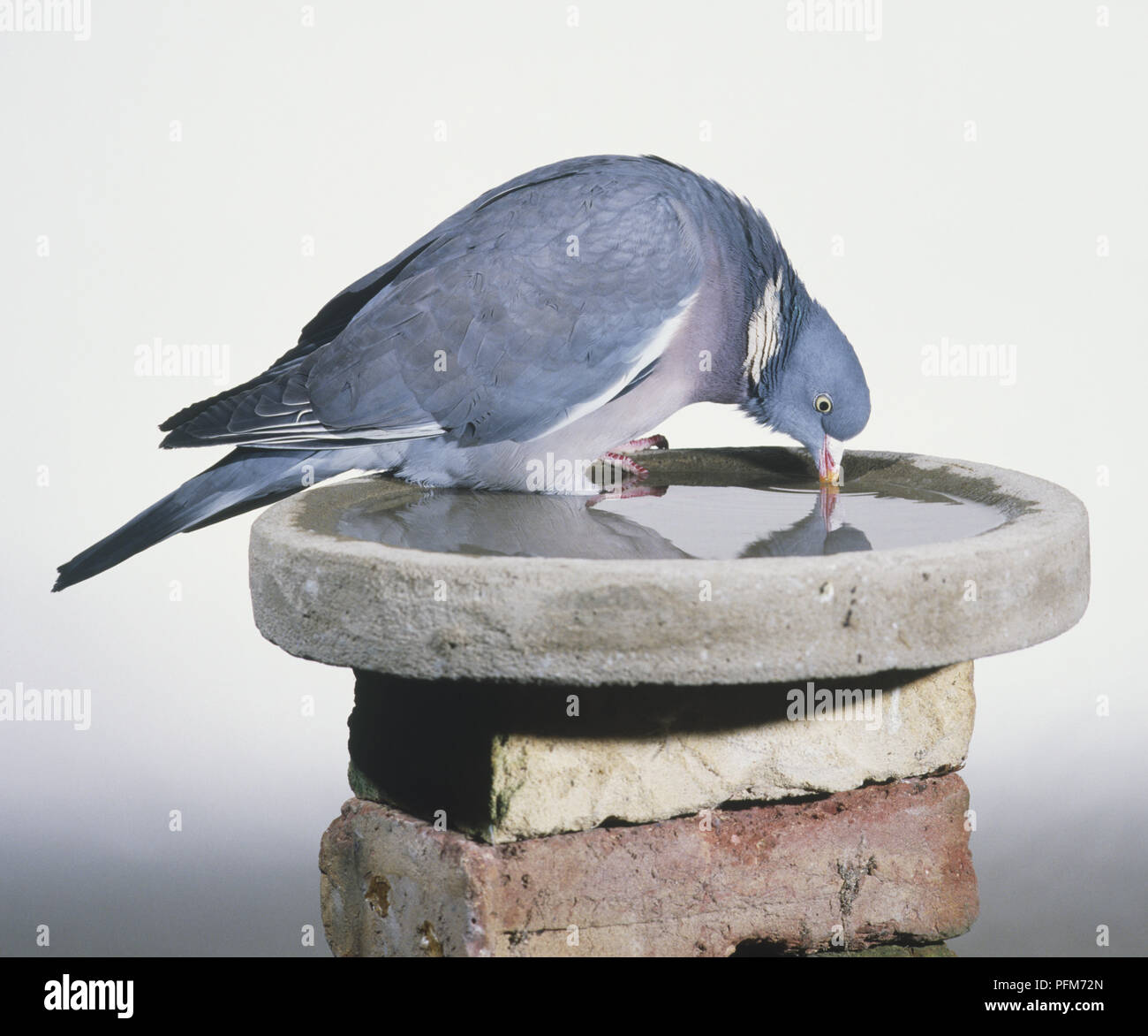 Pigeon ramier (Columba palumbus) boire d'une cuvette d'eau Banque D'Images