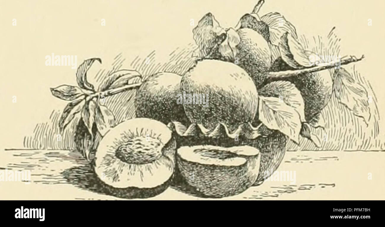 . Cyclopedia of American horticulture, comprenant des suggestions pour la culture de plantes horticoles, les descriptions des espèces de fruits, légumes, fleurs et plantes ornementales vendues aux États-Unis et au Canada, ainsi que des notes biographiques et géographiques. Le jardinage. 1663 Elberta Peach cisr M) chute des feuilles, les bourgeons, fruits-lits jumeaux avec la feuille- bud entre, présente l'aspect de la Fig. 1G73. Ne pas toujours les deux bourgeons se développent : l'un d'eux peut être abandonné ou blessé qu'un sintrle sn Hower- bourgeon et une feuille-taiid lnid &gt;tnn.ihnr. Ces bourgeons-tlnwtr sont supportés 01 Banque D'Images