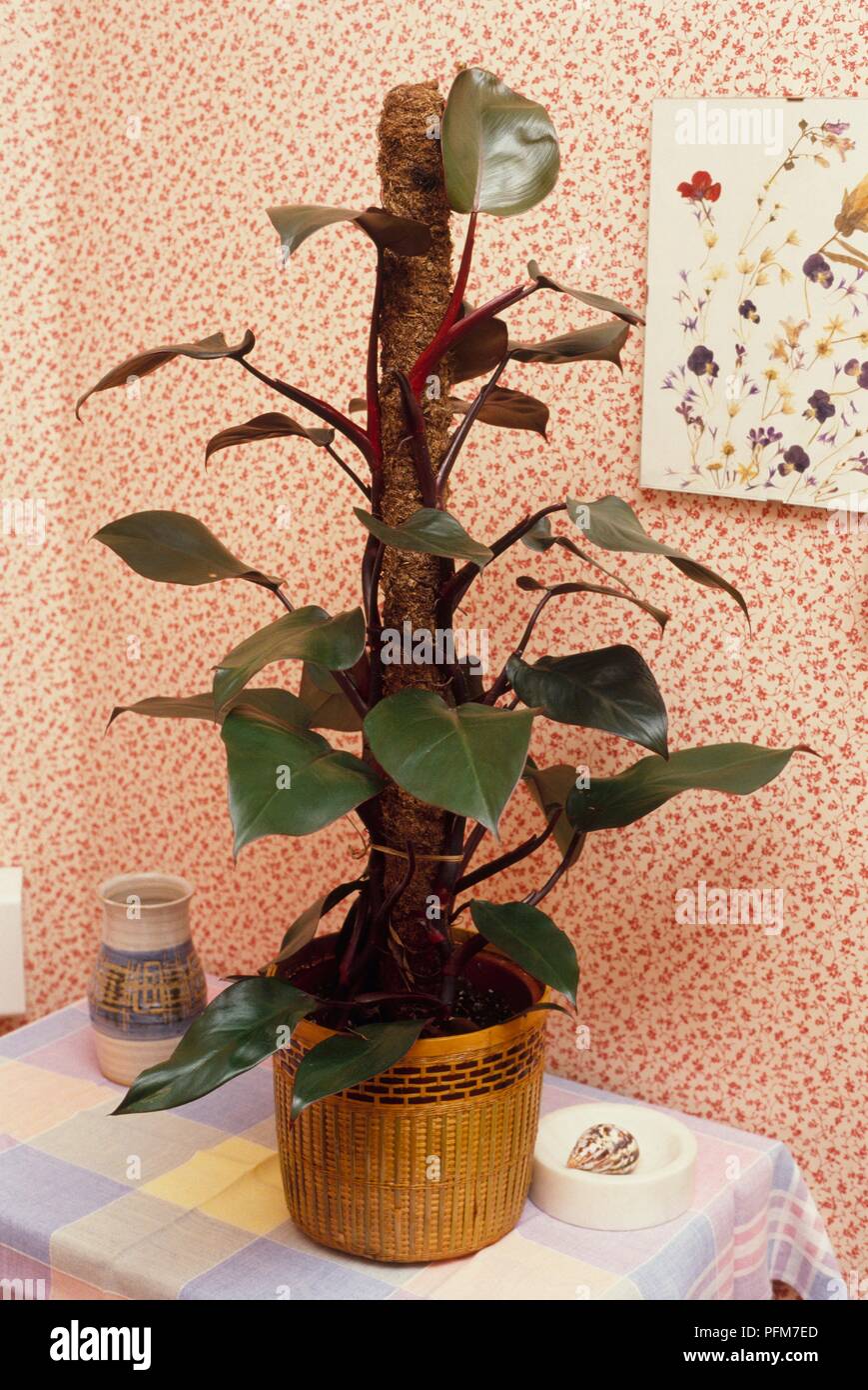 Philodendron rougissant Banque de photographies et d'images à haute  résolution - Alamy