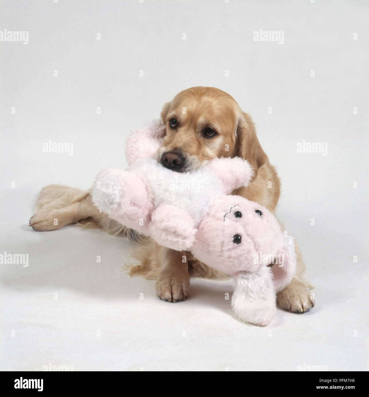 Labrador Retriever chiot exerçant son lapin en peluche dans sa bouche, close-up Banque D'Images