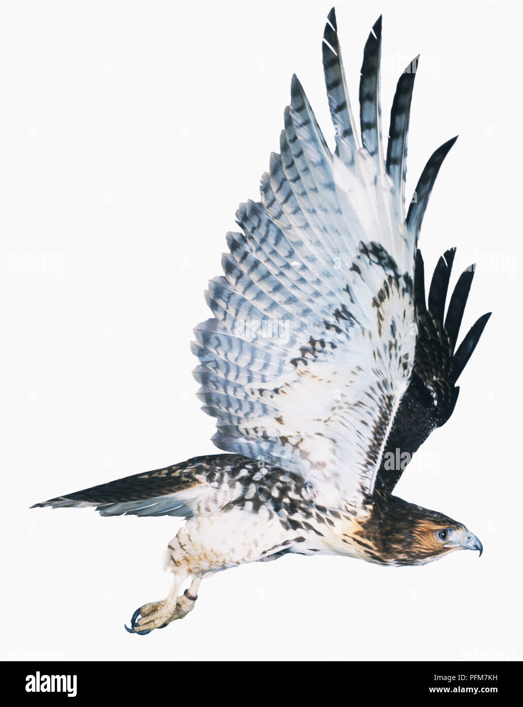 À queue rouge de l'Afrique (Buzzard Buteo auguralis) en vol avec les deux ailes soulevées, vue de côté. Banque D'Images