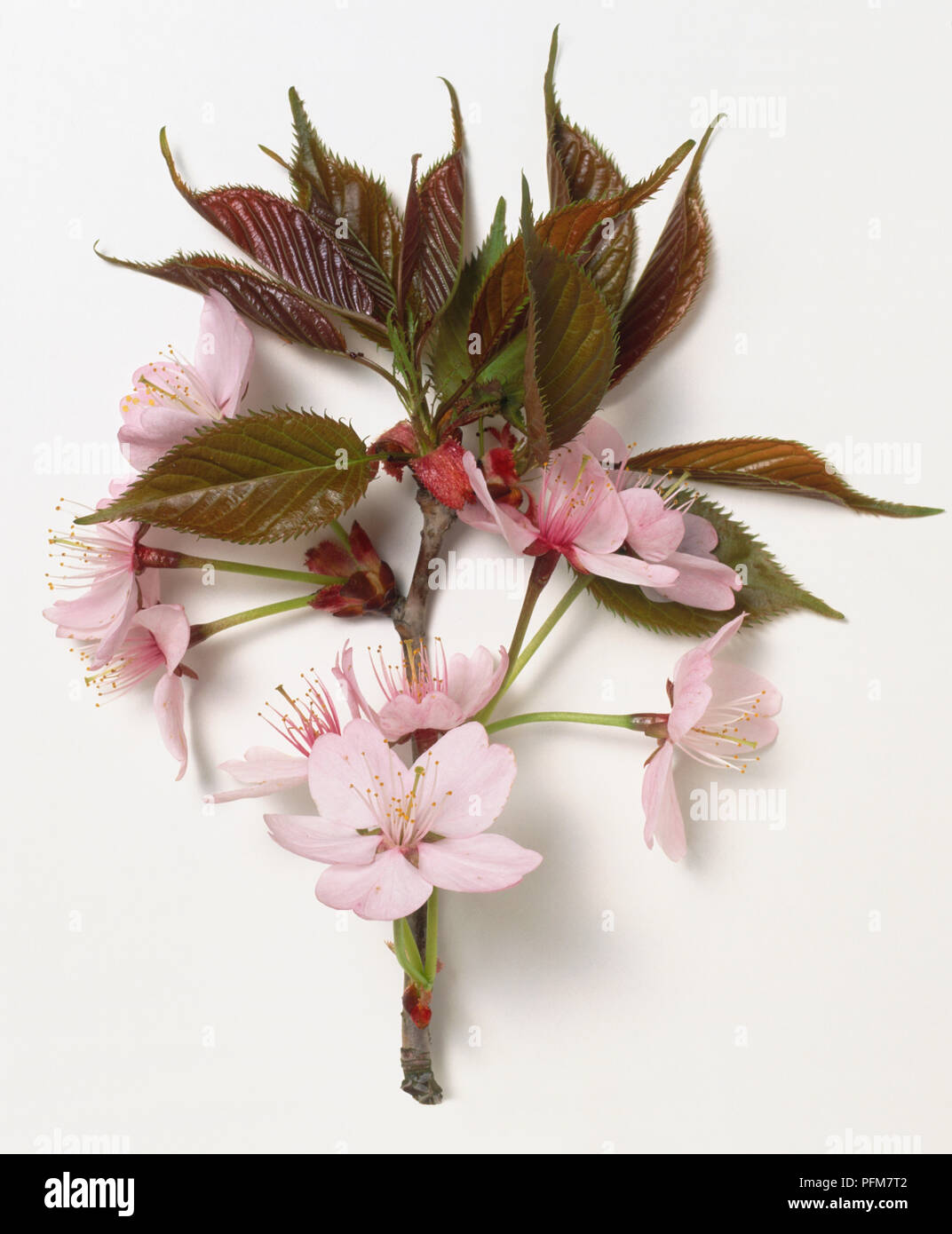 Rosaceae, Prunus sargentii, Sargent Cerisier, brun-rouge, de l'extrémité des rameaux des jeunes feuilles rouge bronze, fleurs roses ouverture en cluster. Banque D'Images