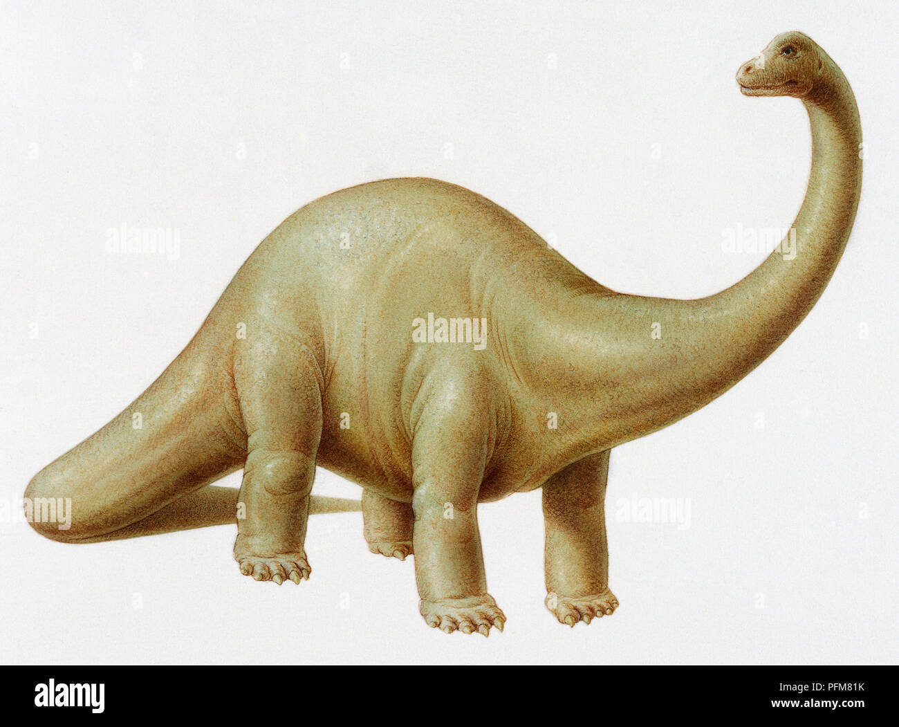 illustration couleur d un diplodocus photo stock alamy coloriage sera