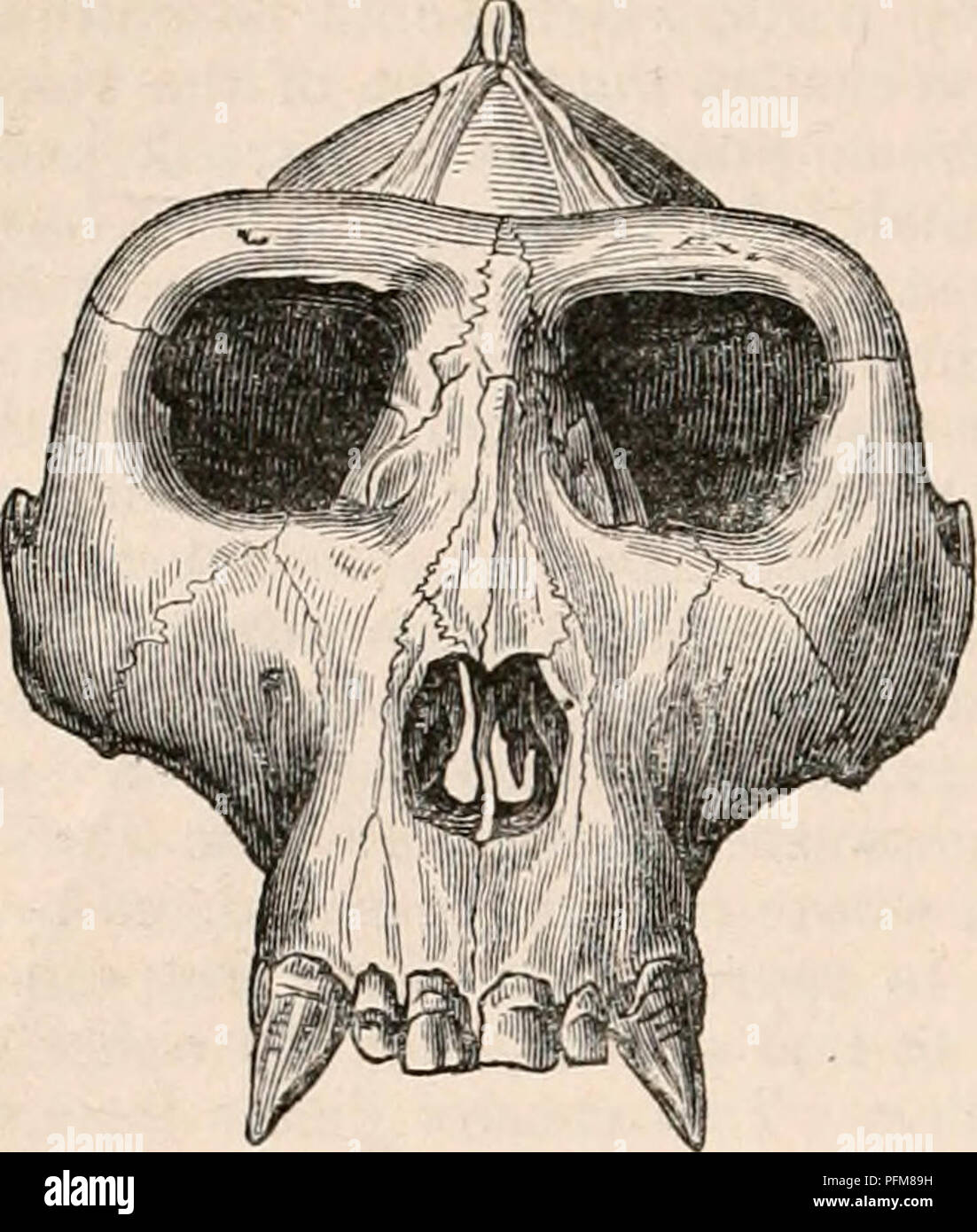 . La cyclopaedia d'anatomie et physiologie. Anatomie ; physiologie ; Zoologie. 1298 variétés de l'humanité. processus styloïde, résultant de la non-anchy- losis du stylo-hyal'os. Fig. 800.. Fig. 801. Fie. 802.. Veuillez noter que ces images sont extraites de la page numérisée des images qui peuvent avoir été retouchées numériquement pour plus de lisibilité - coloration et l'aspect de ces illustrations ne peut pas parfaitement ressembler à l'œuvre originale.. Todd, Robert Bentley, 1809-1860. Londres, Sherwood, Gilbert, et Piper Banque D'Images