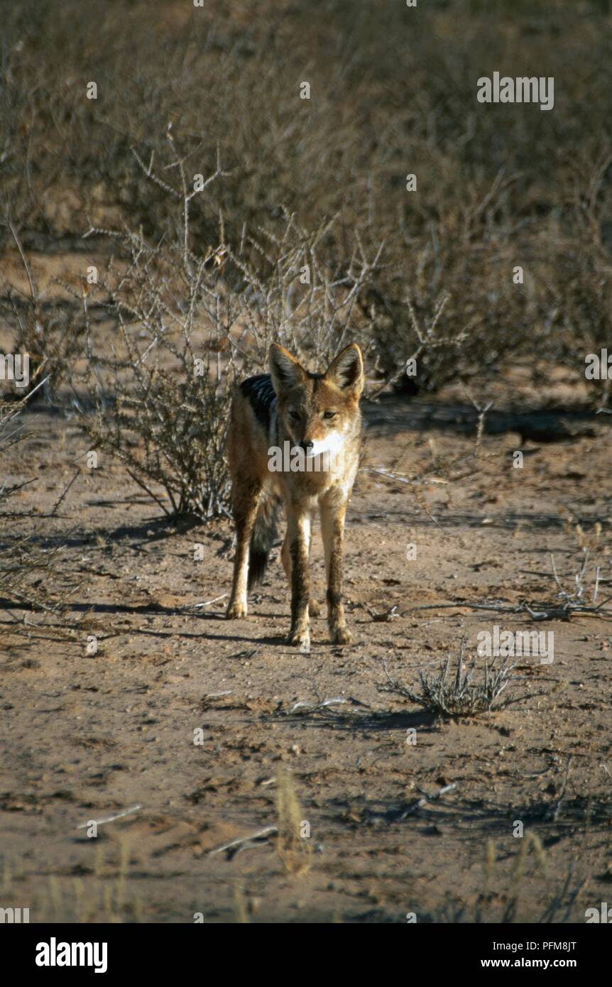 L'Afrique du Sud, le parc national de Kalahari Gemsbok, chacal à dos noir (Canis mesomelas), front view Banque D'Images