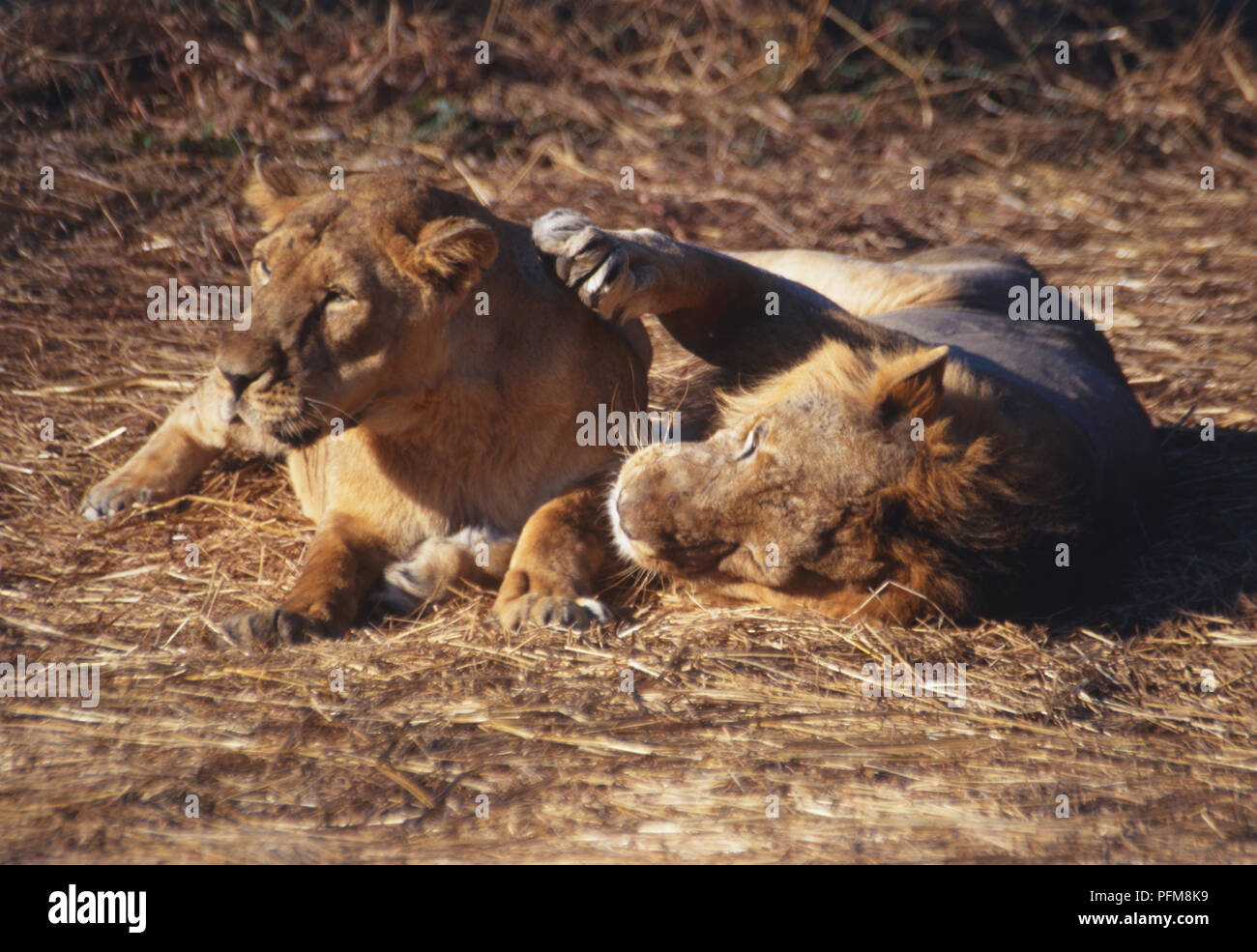 Lion et lionne d'Asie (Panthera leo persica) ''courting''' tout en étant allongé. Le lion a ses grandes pattes avant sur le cou de la lionne. Photographié dans le Rif National Park et sanctuaire de Lion, l'Inde, le seul endroit pour voir les lions d'Asie à l'état sauvage. Banque D'Images