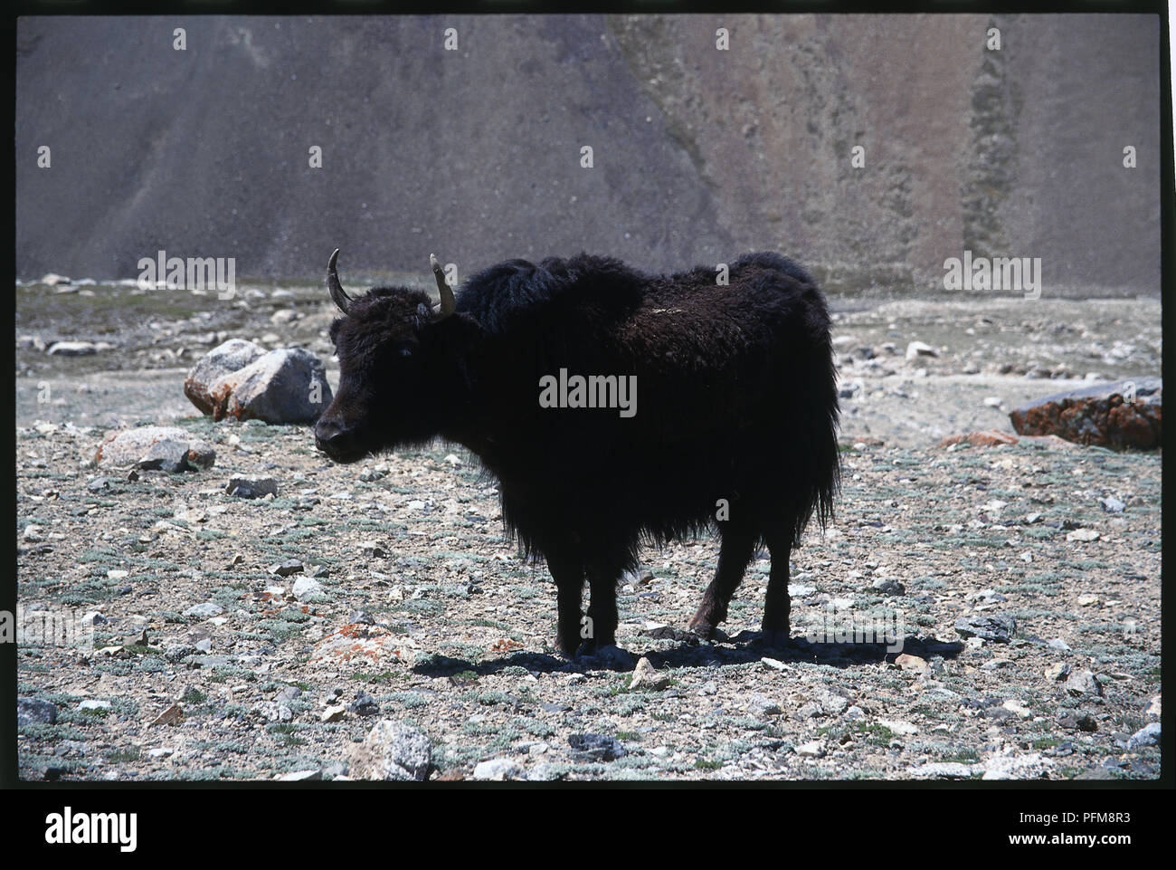 Yak sauvage (Bos grunniens) dans le Khunjerab. Banque D'Images