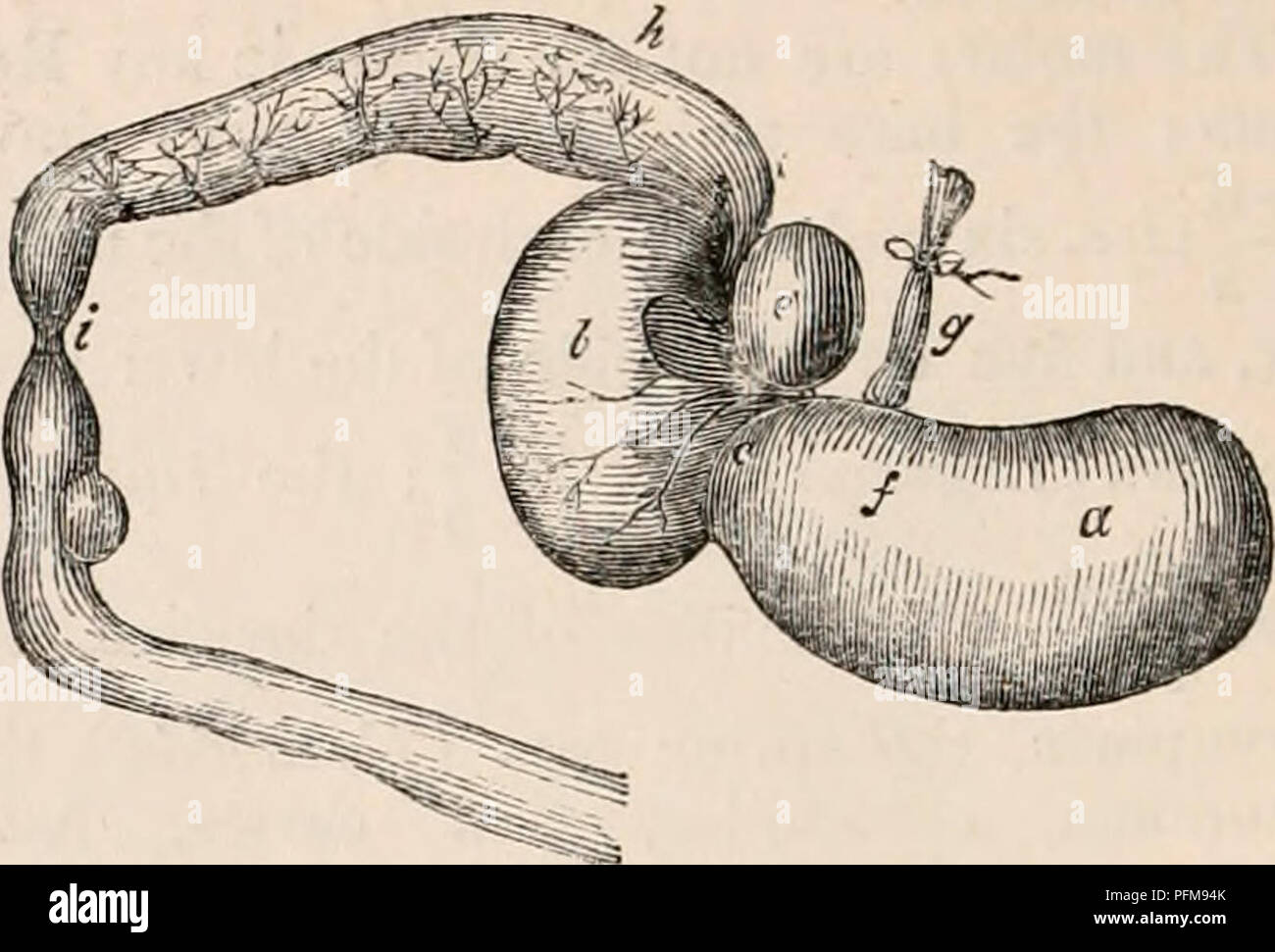 . La cyclopaedia d'anatomie et physiologie. Anatomie ; physiologie ; Zoologie. Clieek poches de la NAT ( Geomys bursarius). Certains genres, comme, par exemple, le rat (jfig. 270.) sont remarquables pour la pos- session de grande capacité, dans laquelle abajoues des quantités considérables d'aliments peuvent être stockés, et qui, comme la récolte d'oiseaux, peuvent être considérés comme des réservoirs, dans laquelle on peut traiter oe retenu à son introduction préparatoire dans l'estomac. Le type de l'estomac le plus commun dans cet ordre est le suivant : l'stomachal sac est composé de deux poches distinctes, qui sont plus ou moins Banque D'Images