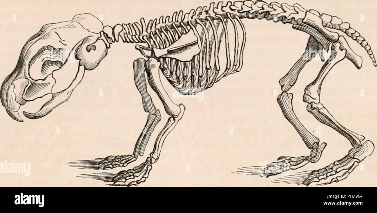. La cyclopaedia d'anatomie et physiologie. Anatomie ; physiologie ; Zoologie. Des rongeurs. S81 l'os de cuisse considérablement plus étroite que son son aspect postérieur, on constate la même frappant la tête. nent crest. Il résulte de cette structure, fig. 265.. Squelette de la Paca ( Ccelogenys Paca). Les rongeurs ont le péroné situé tout à fait derrière le tibia ; chez les rats, campagnols, gerboises, le castor, le helamys, et le lapin, il est consolidé avec le tibia vers le tiers inférieur de sa longueur, un vaste espace triangulaire laissés entre les deux os de la partie supérieure de la jambe ; la partie antérieure crista o Banque D'Images