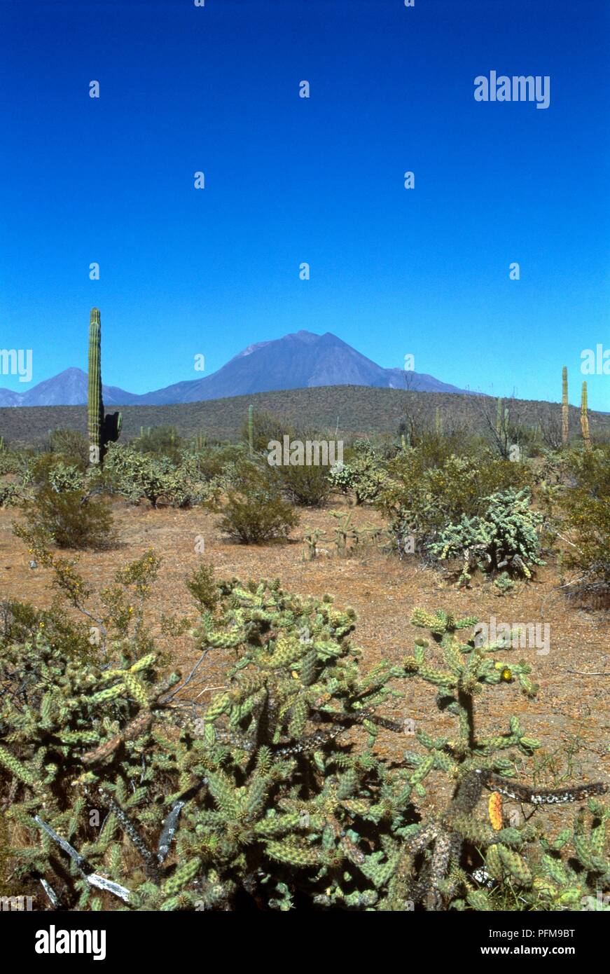 Mexique, Baja California, paysage désertique avec Las Tres Virgenes volcan dans l'arrière-plan Banque D'Images