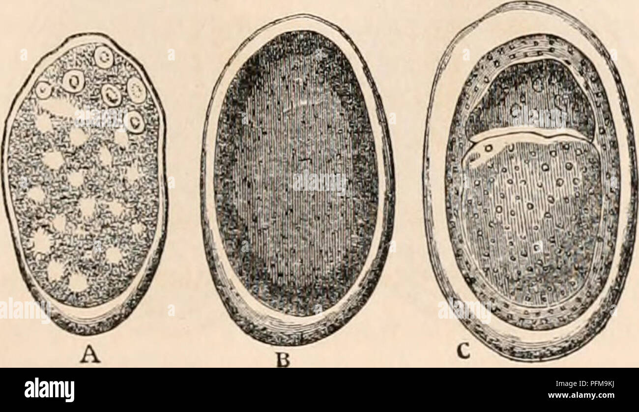 . La cyclopaedia d'anatomie et physiologie. Anatomie ; physiologie ; Zoologie. Ovule. [119] Les phénomènes de la fécondation été minutieusement l'ob- servi. La formation de ces ovules peuvent être tracés avec de l'eau dans le fond de l'ovaire, à la suite de la transparence de l'ani- mals. La vésicule germinale nucléées semble d'abord faire son apparition ; la substance granulaire 3oik suit, et la membrane vitelline est mise sur pied.* La rotifères présente un autre exemple de la formation à l'automne ou avant l'hiver, de cette variété de l'organe de reproduction, qui a été appelé l'oeuf d'hiver, et l'étude whi Banque D'Images