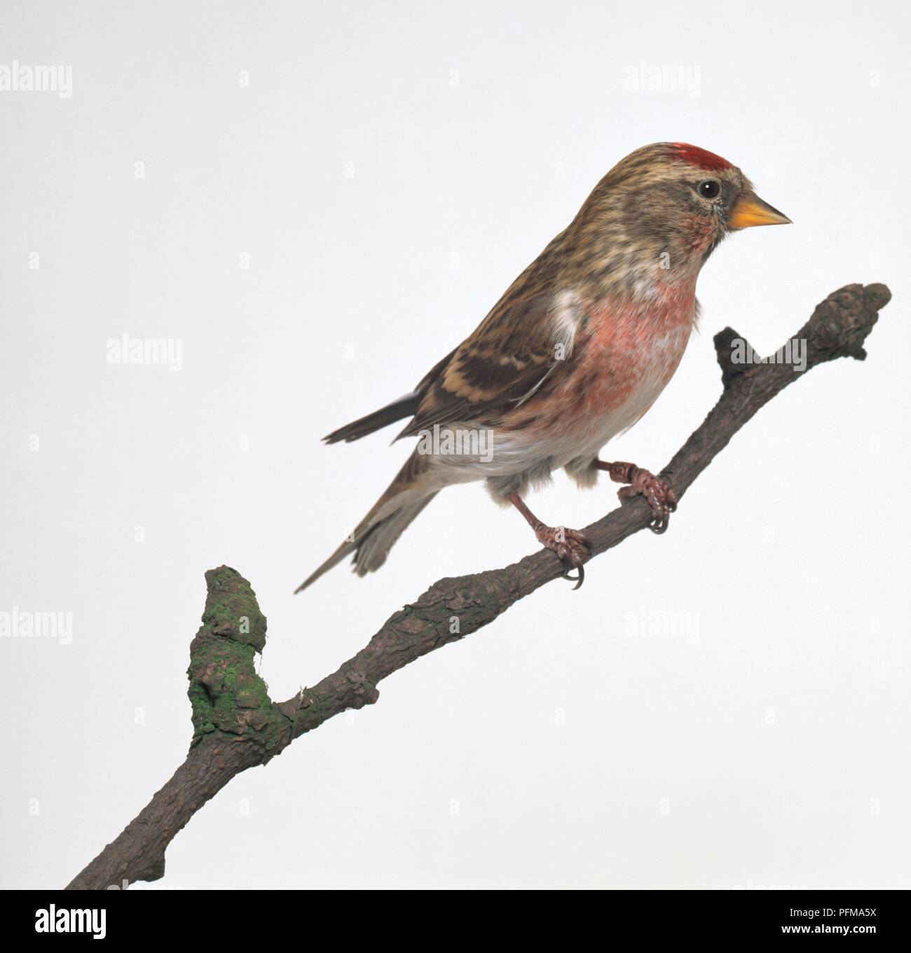Sizerin flammé (Carduelis flammea) perché sur une branche, side view Banque D'Images