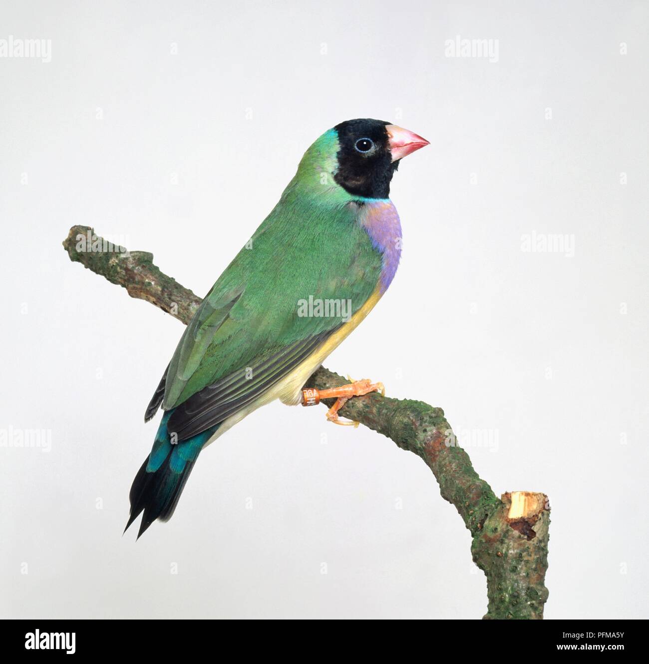 Gouldian finch (Erythrura gouldiae) perché sur une branche, side view Banque D'Images