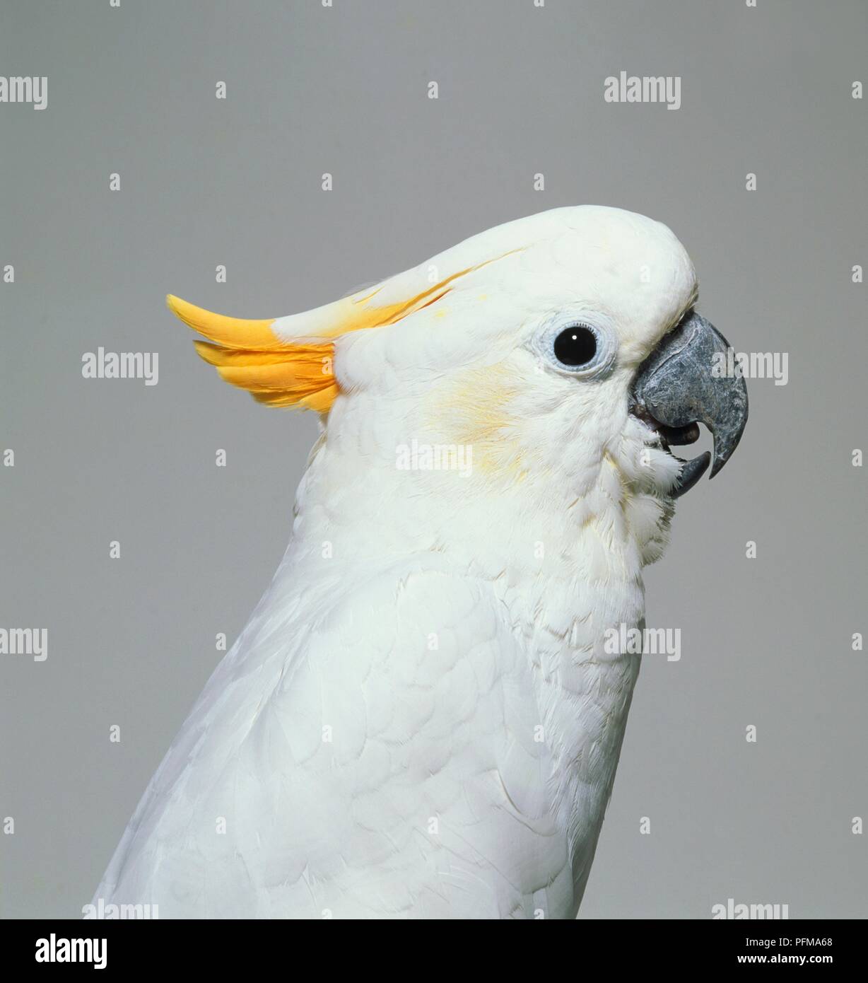 Lesser crested soufre cacatoès (Cacatua sulphurea) avec sa tête abaissée cimier, profile Banque D'Images