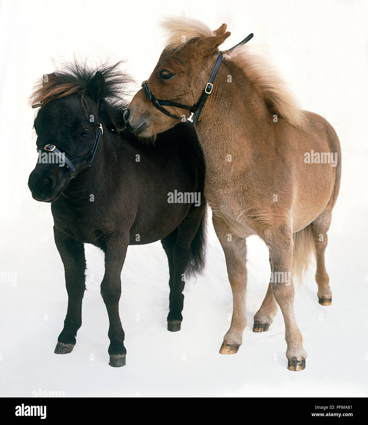 Deux chevaux miniatures Falabella, un nuzzling l'autre, front view Banque D'Images