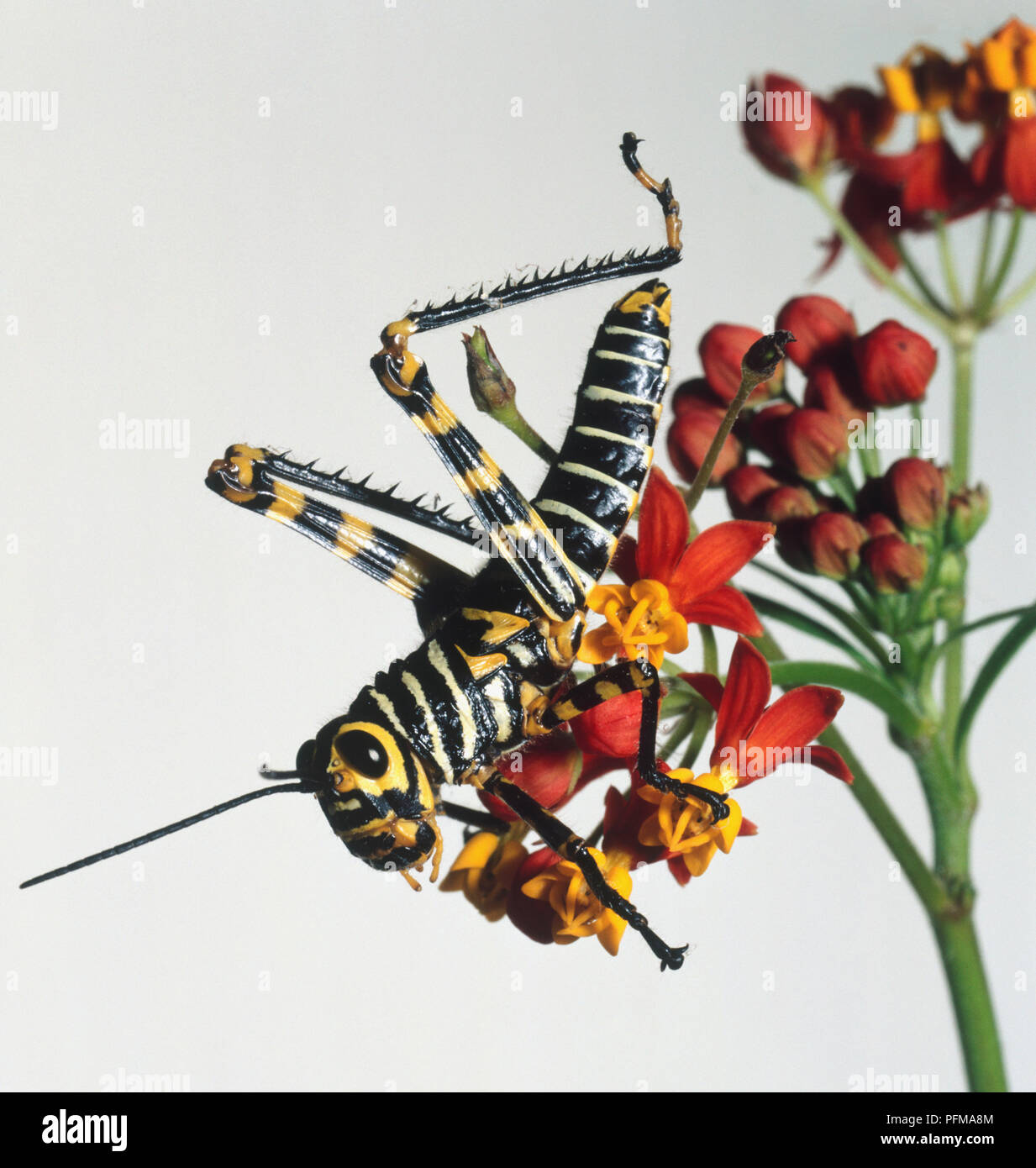 Sauterelle (Dictyophorus spumans moussant), noir, jaune et blanc à rayures insecte, perché sur les fleurs rouges, Close up, vue de côté. Banque D'Images