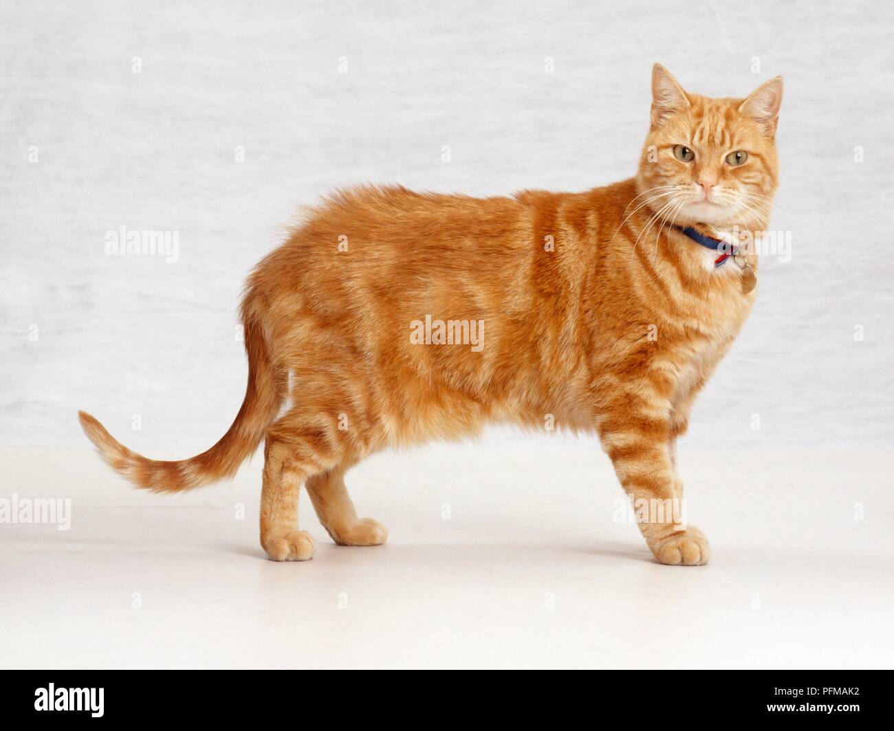 Ginger tabby cat, debout, looking at camera Banque D'Images